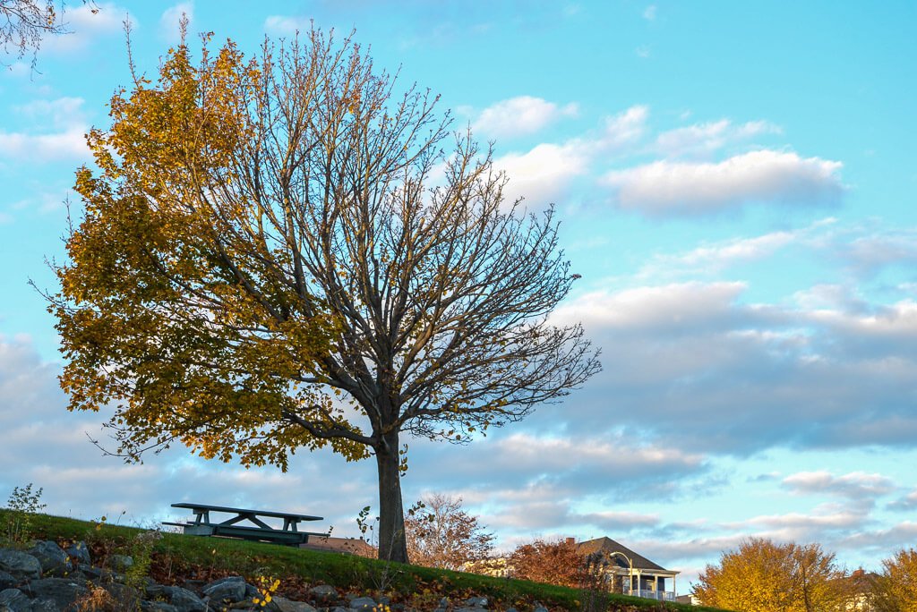 The changing of the seasons on display along Portland's Eastern Promenade