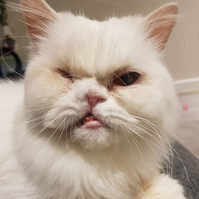 I know I have a separate cat account for the boys @cloudandcroissant but here's Cloud's face over here. His little crazy face makes me smile every day. He creates a human-amount of snot and gets it everywhere, but he's just so wonderful. He brings so much joy, and I really wonder what on earth we talked about pre-cats. I can't believe he suffered human cruelty. #oneeye #piratecat #oneeyedcatclub #specialneedscat #adoptthelessadoptable