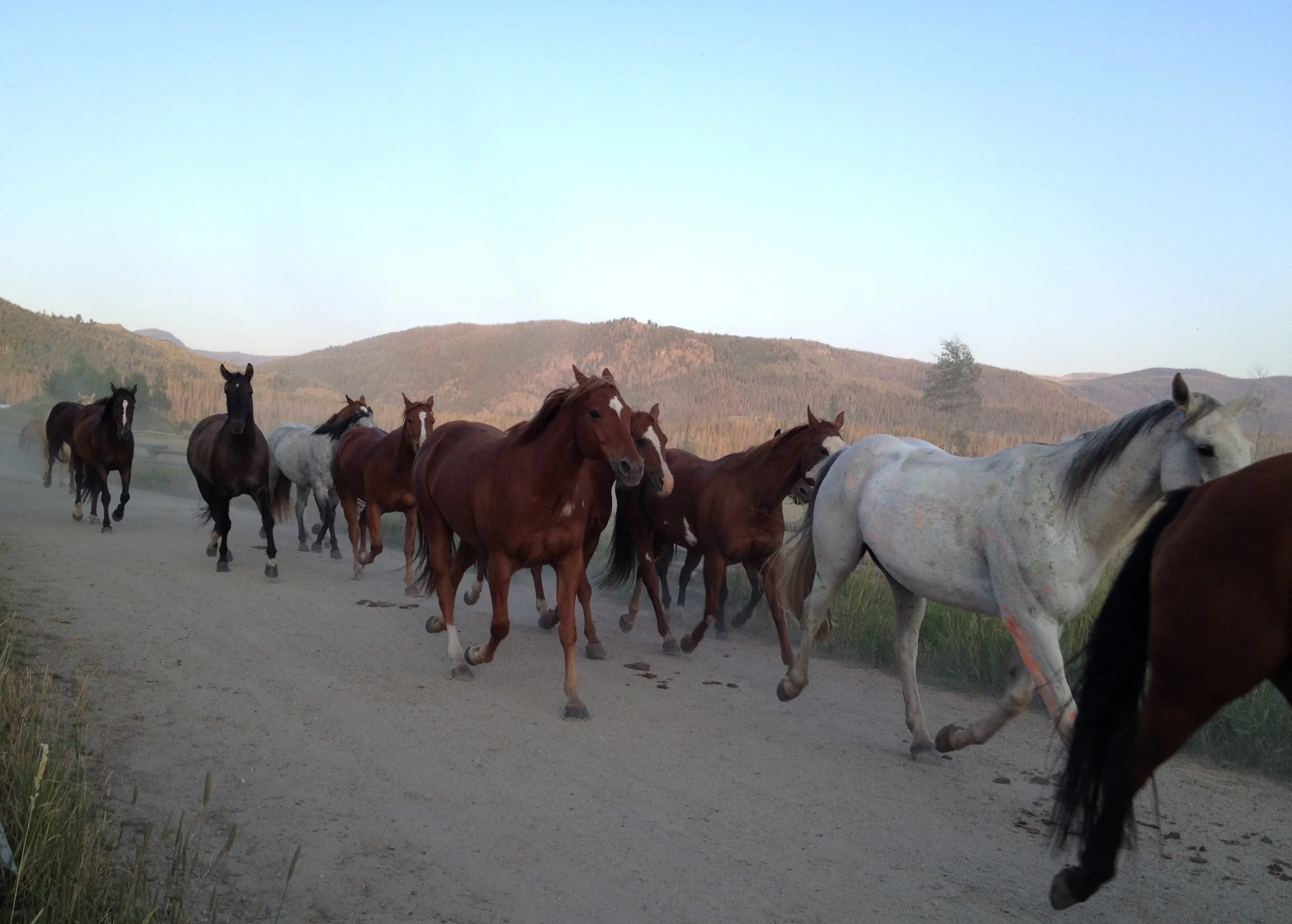 Vista Verde's herd of horses running out to pasture for the night