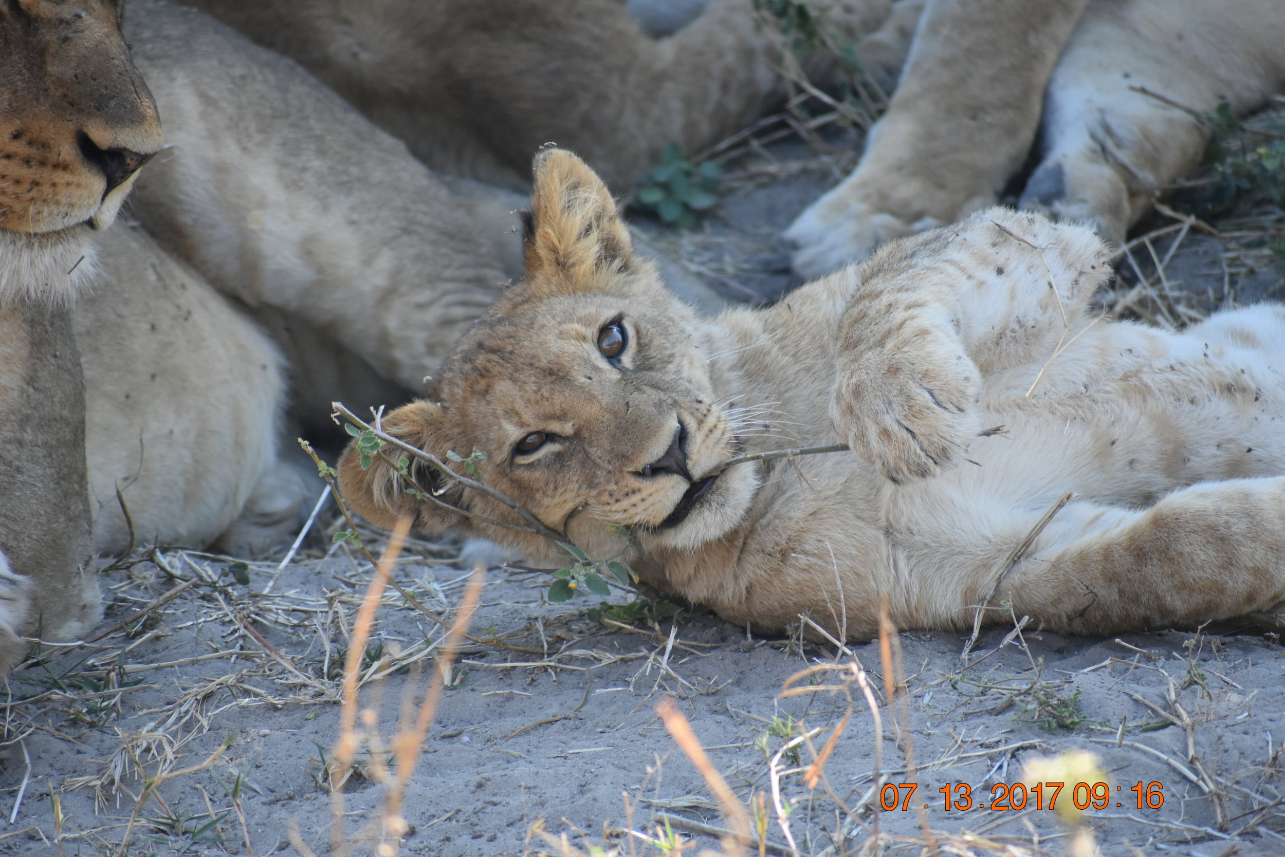A playful lion cub in Chobe National Park, Botswana, photo by Zoe S.