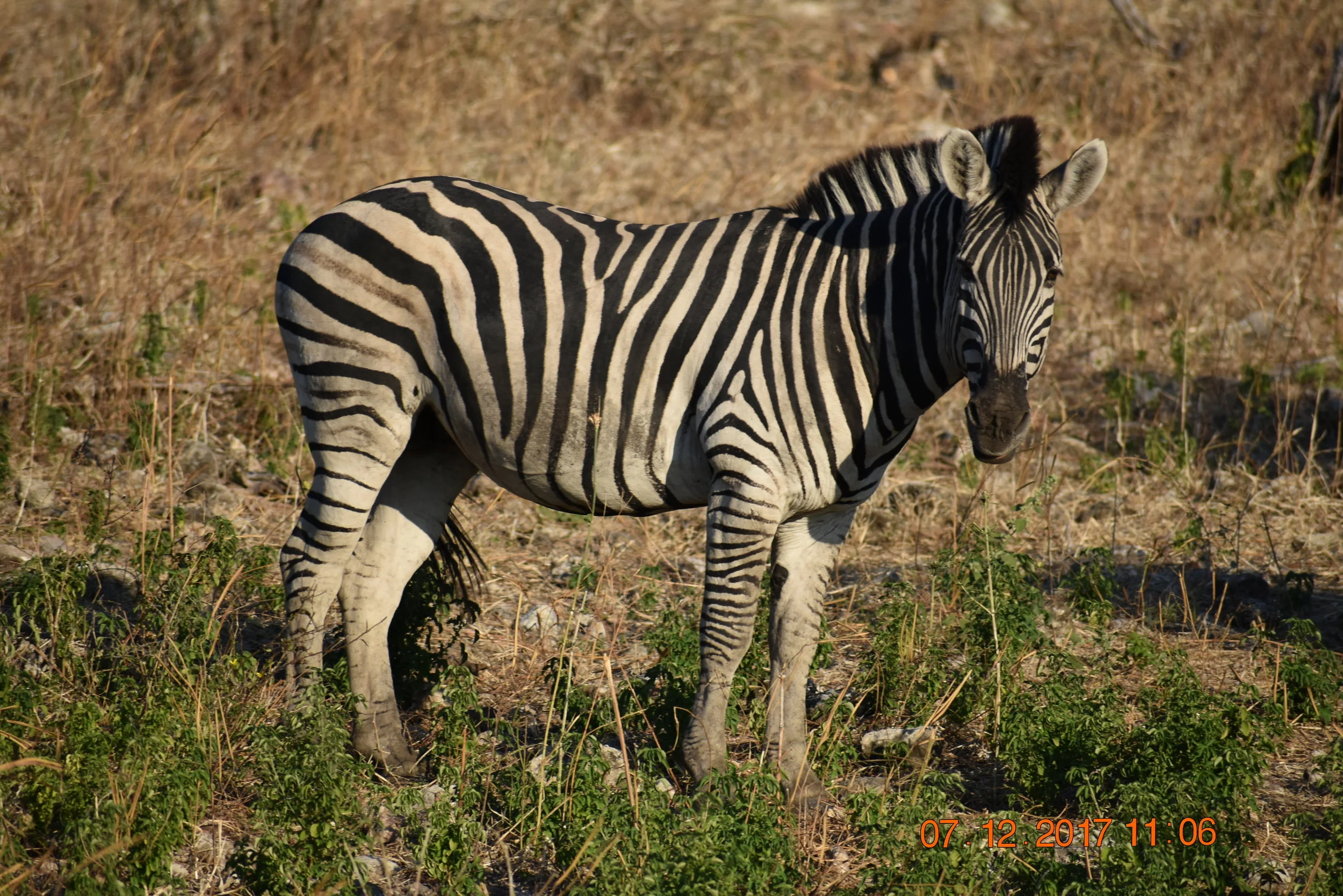 A grazing zebra in Chobe National Park, Botswana, photo by Zoe S.