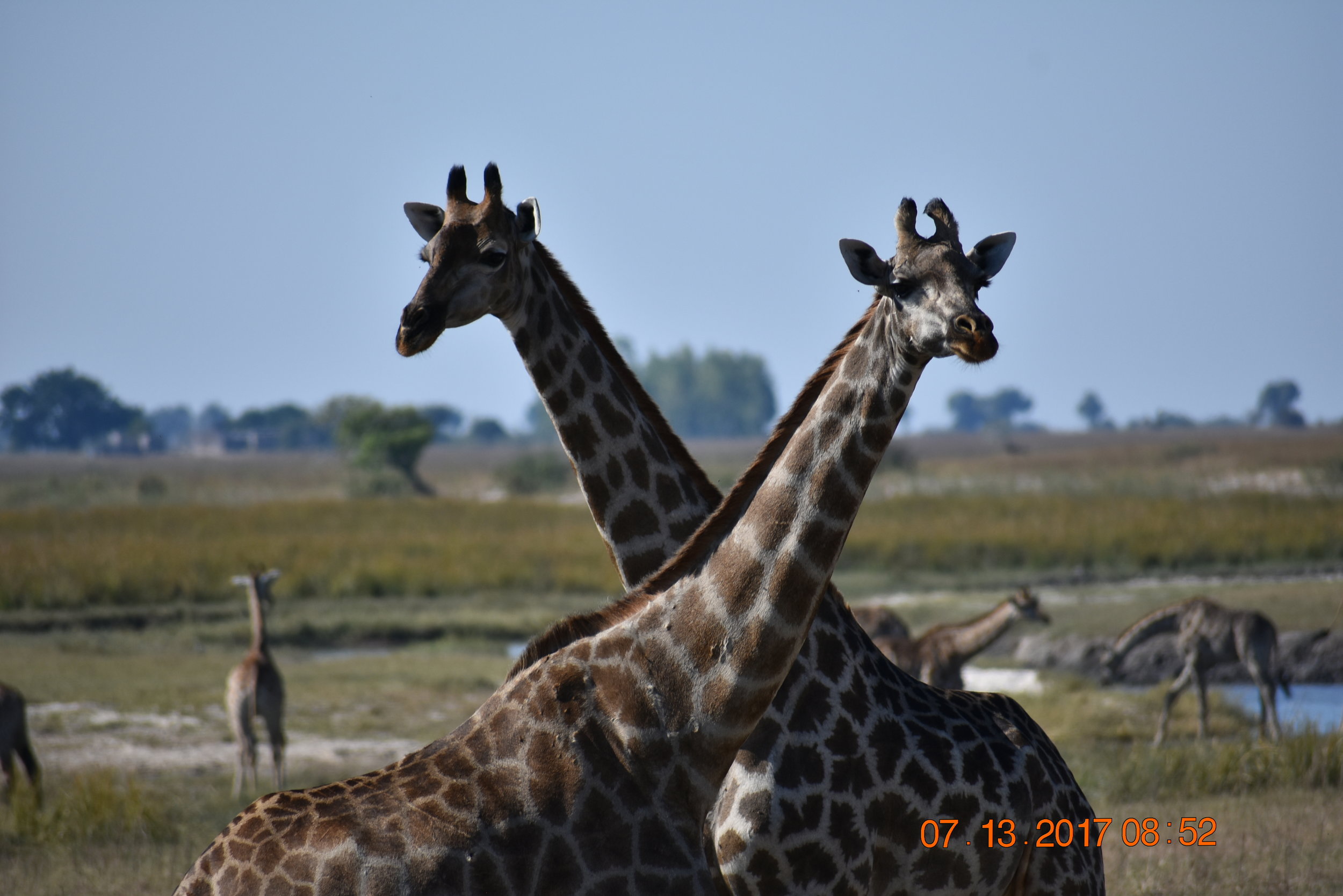 A giraffe couple in Chobe National Park, Botwsana, photo by Zoe S.