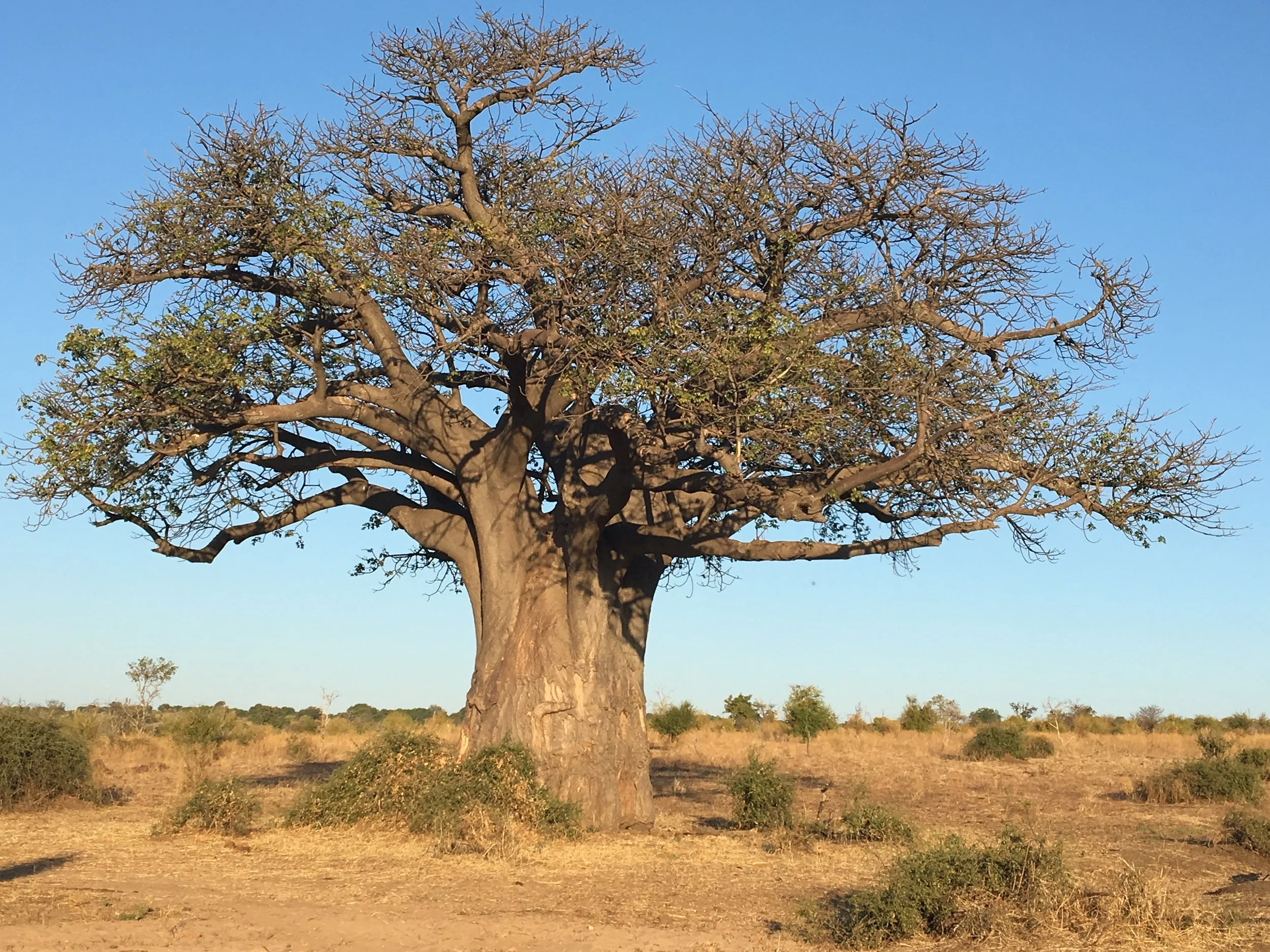 A baobob tree in Chobe National Park, Botswana