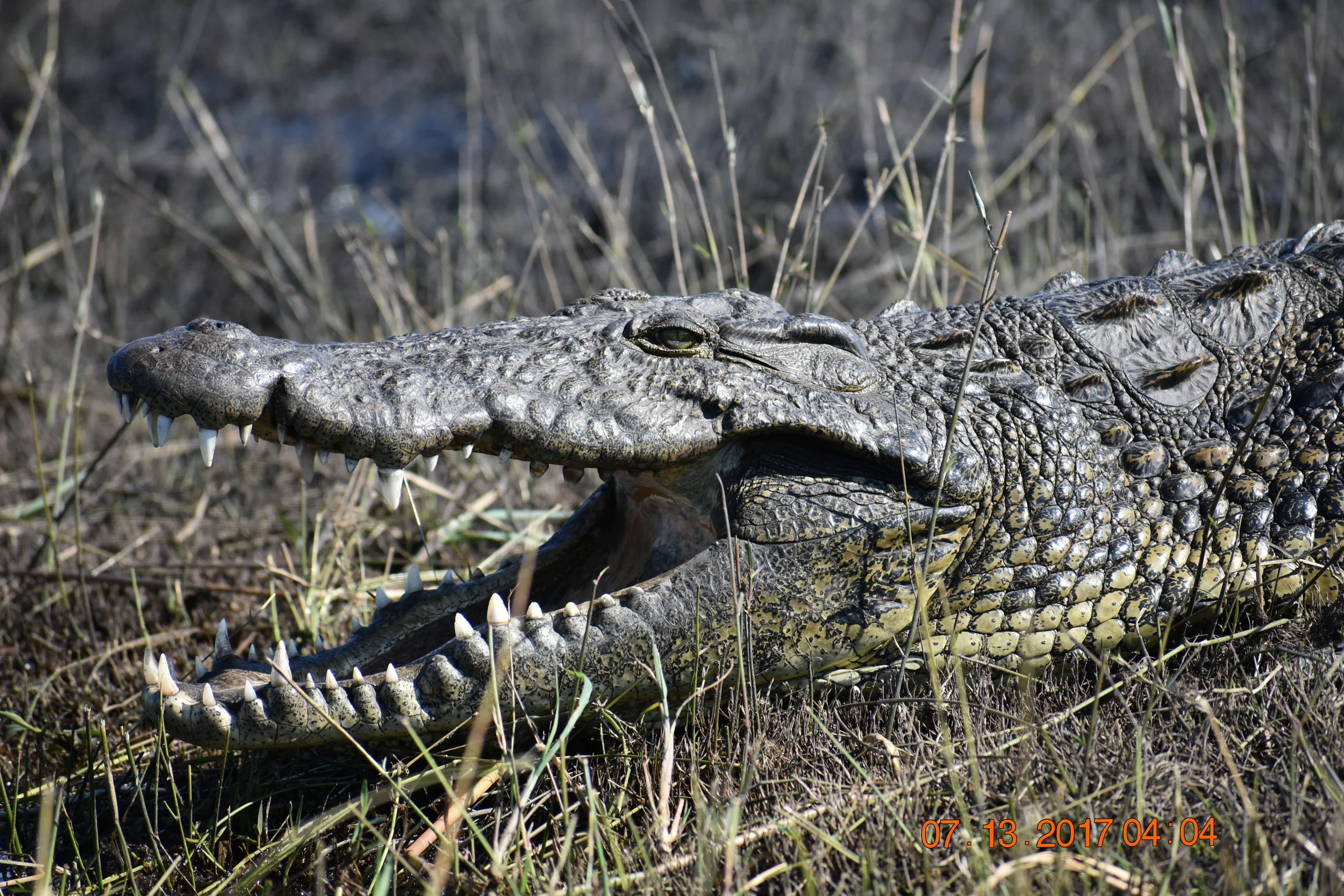 A crocodile hanging out on the banks of the Chobe River that separates Botswana and Namibia, photo by Zoe S.