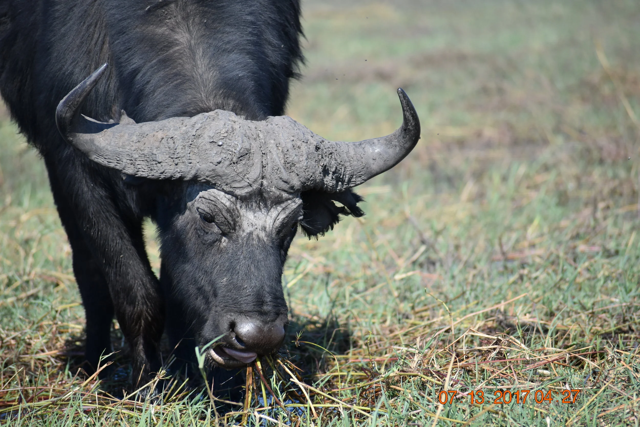 Grazing African Buffalo in Chobe, Botswana, photo by Zoe S.
