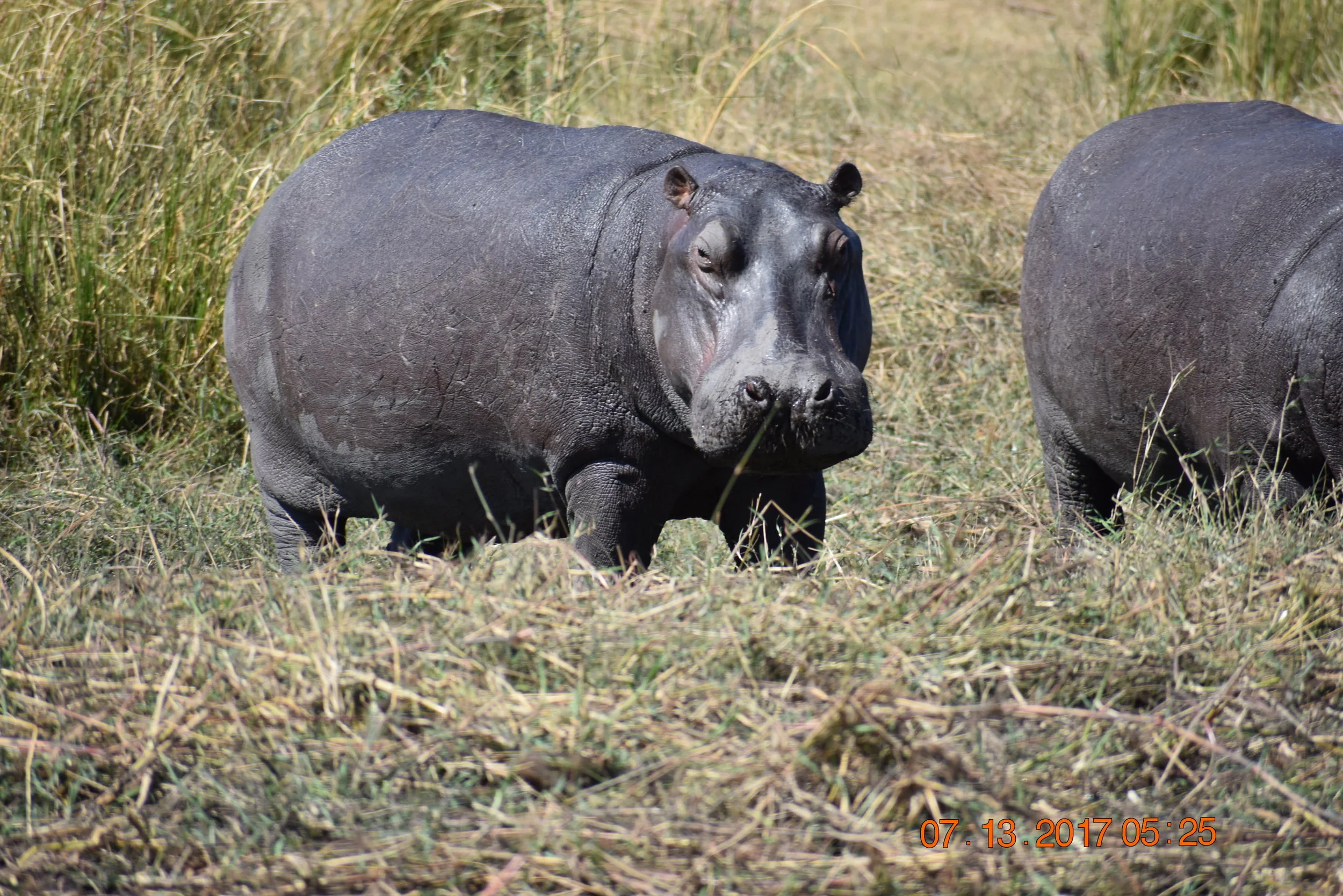 Hippos are faster than they look, Chobe, Botswana, photo by Zoe S.