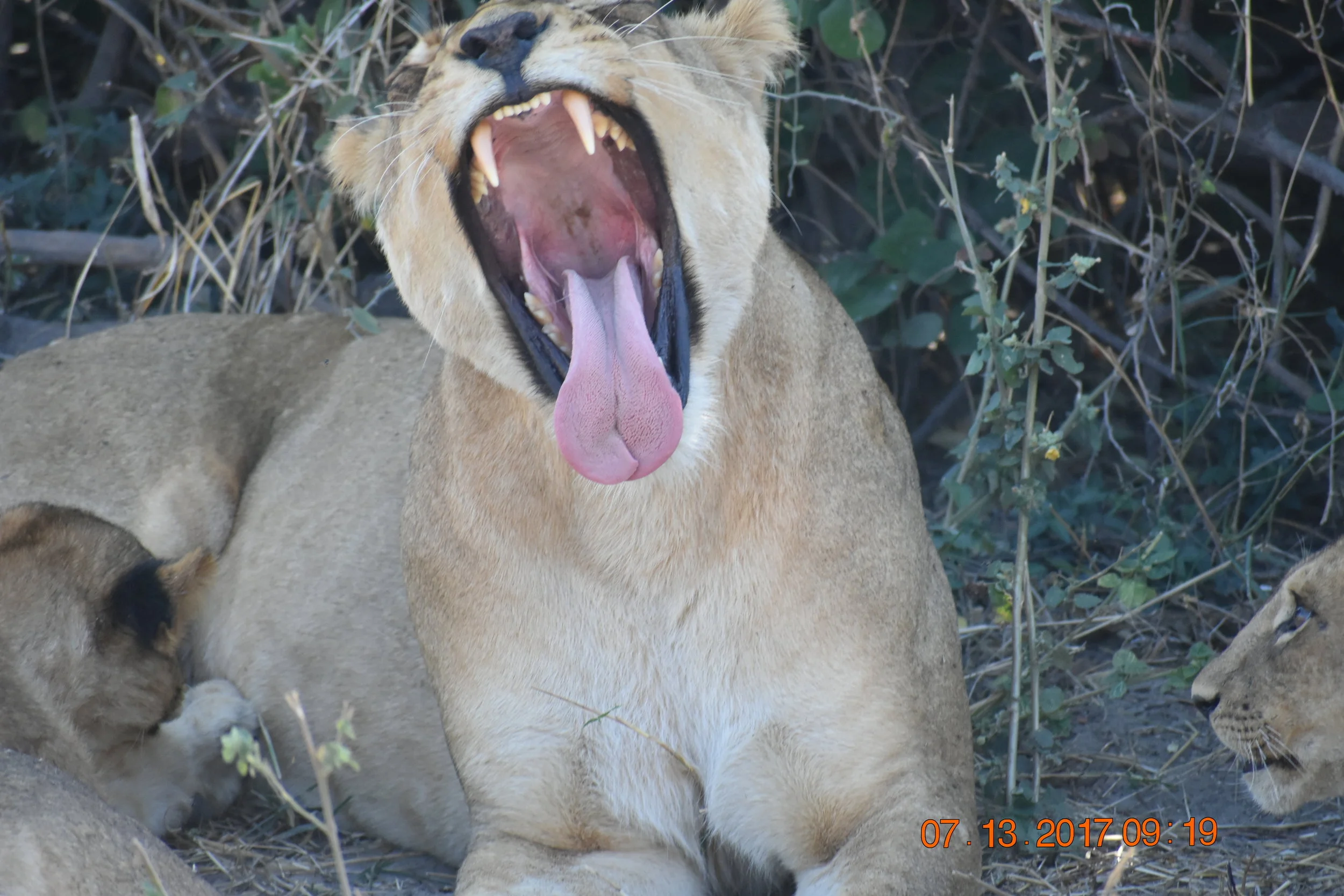 Those are some sharp teeth. Photo by Zoe S.