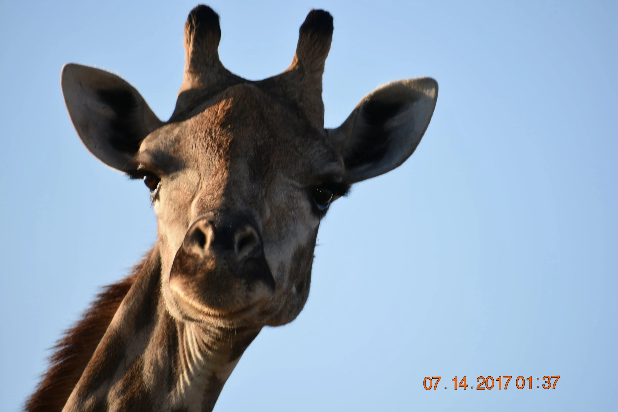 Check out those eyelashes. Photo by Zoe S.
