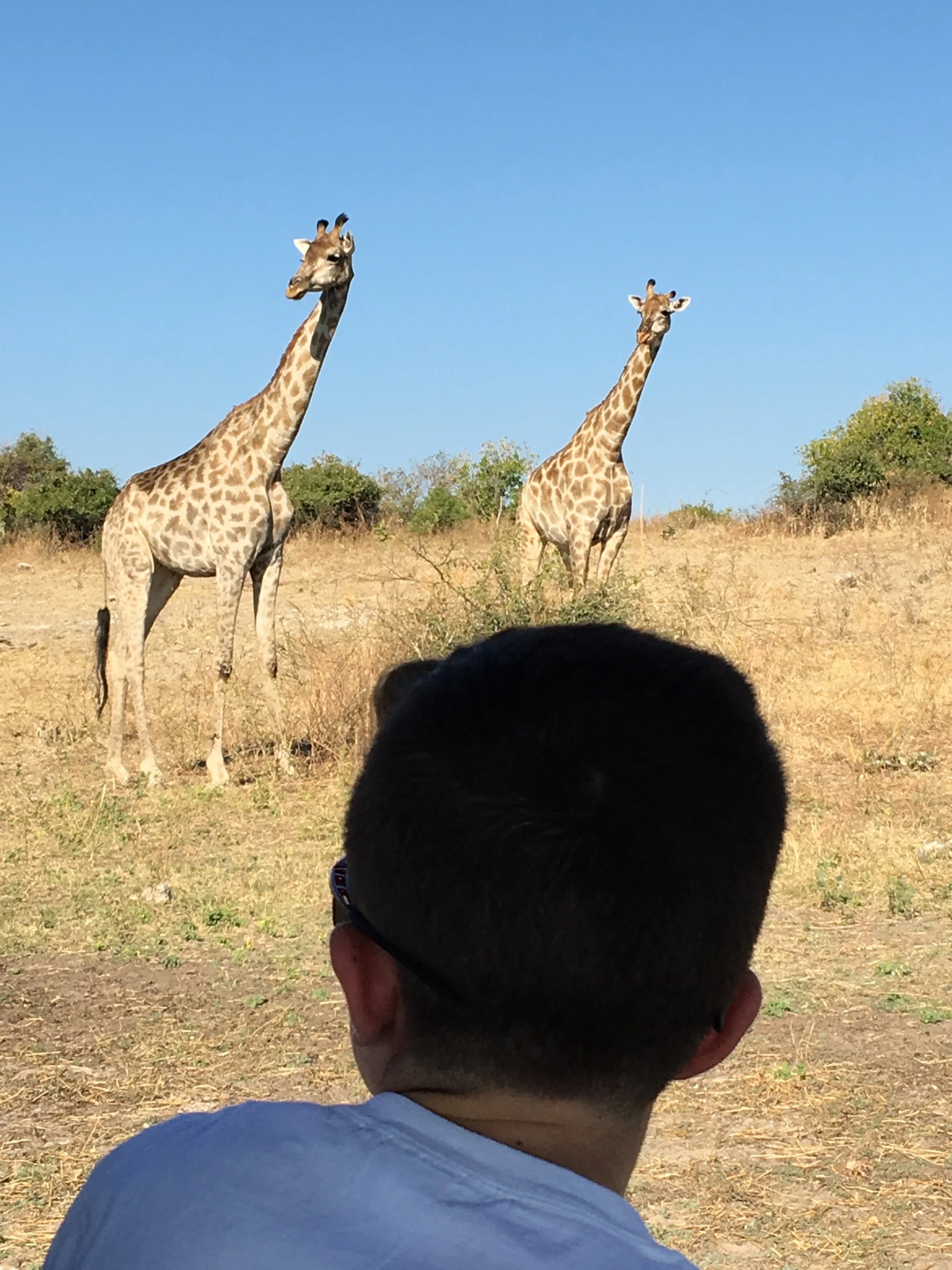 My 10-year-old son watching the giraffes, Chobe National Park, Botswana