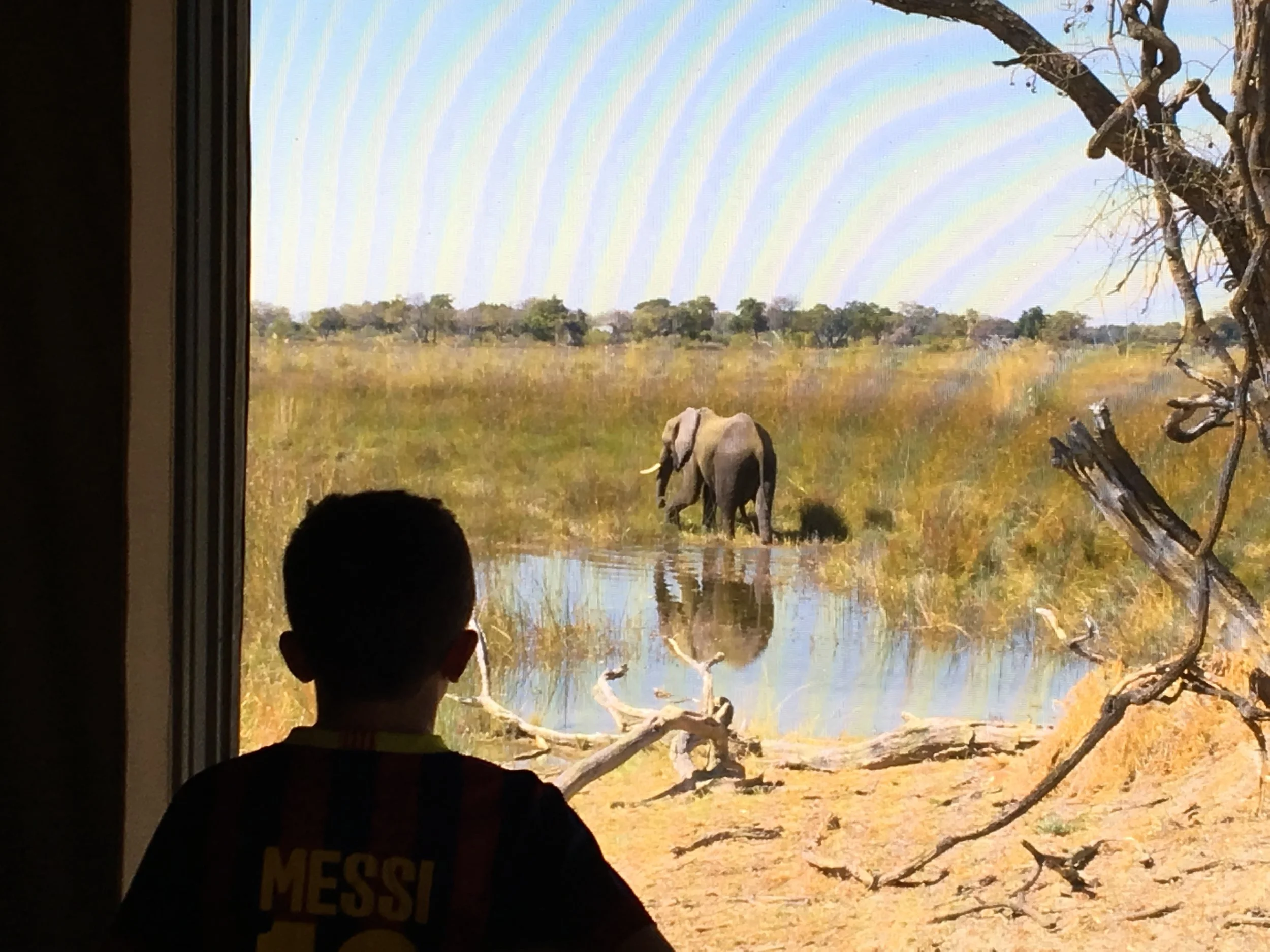 My 10-year-old watches an elephant from our screened tent, Okavango Delta