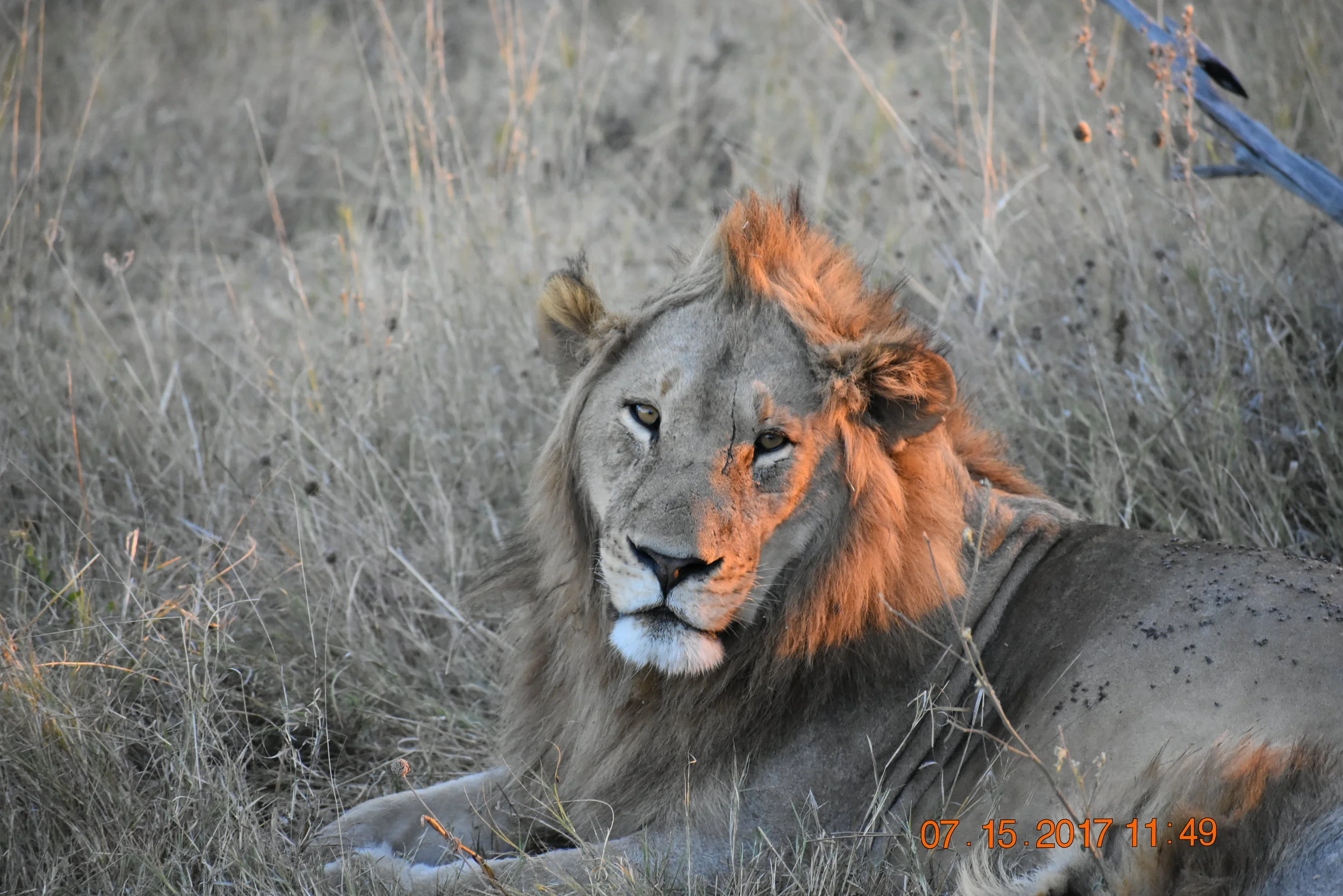 This guy sat up to check us out, his mane reflecting the setting sun, photo by Zoe S.