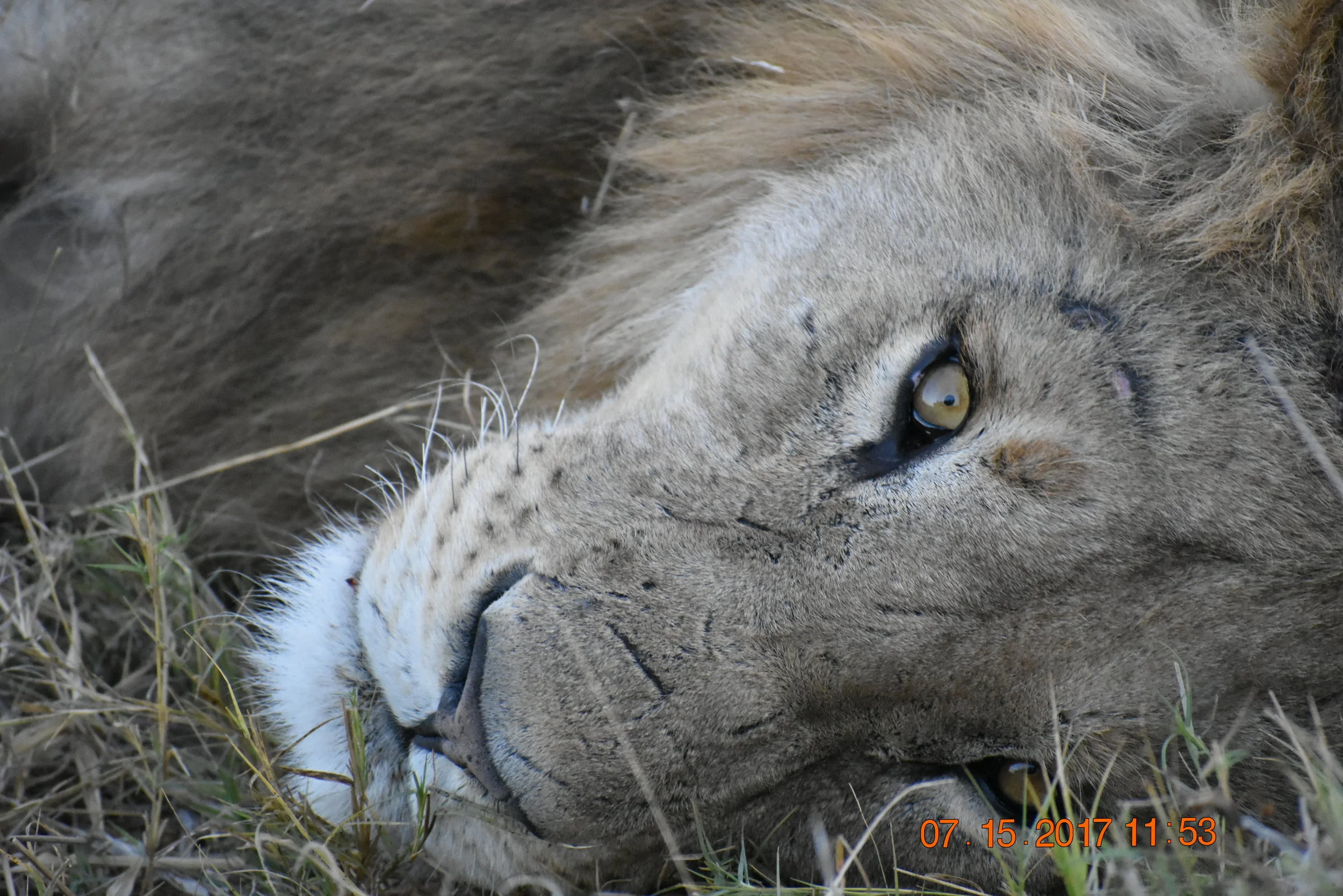 A beautiful lion, looking sweet and peaceful, photo by Zoe S.