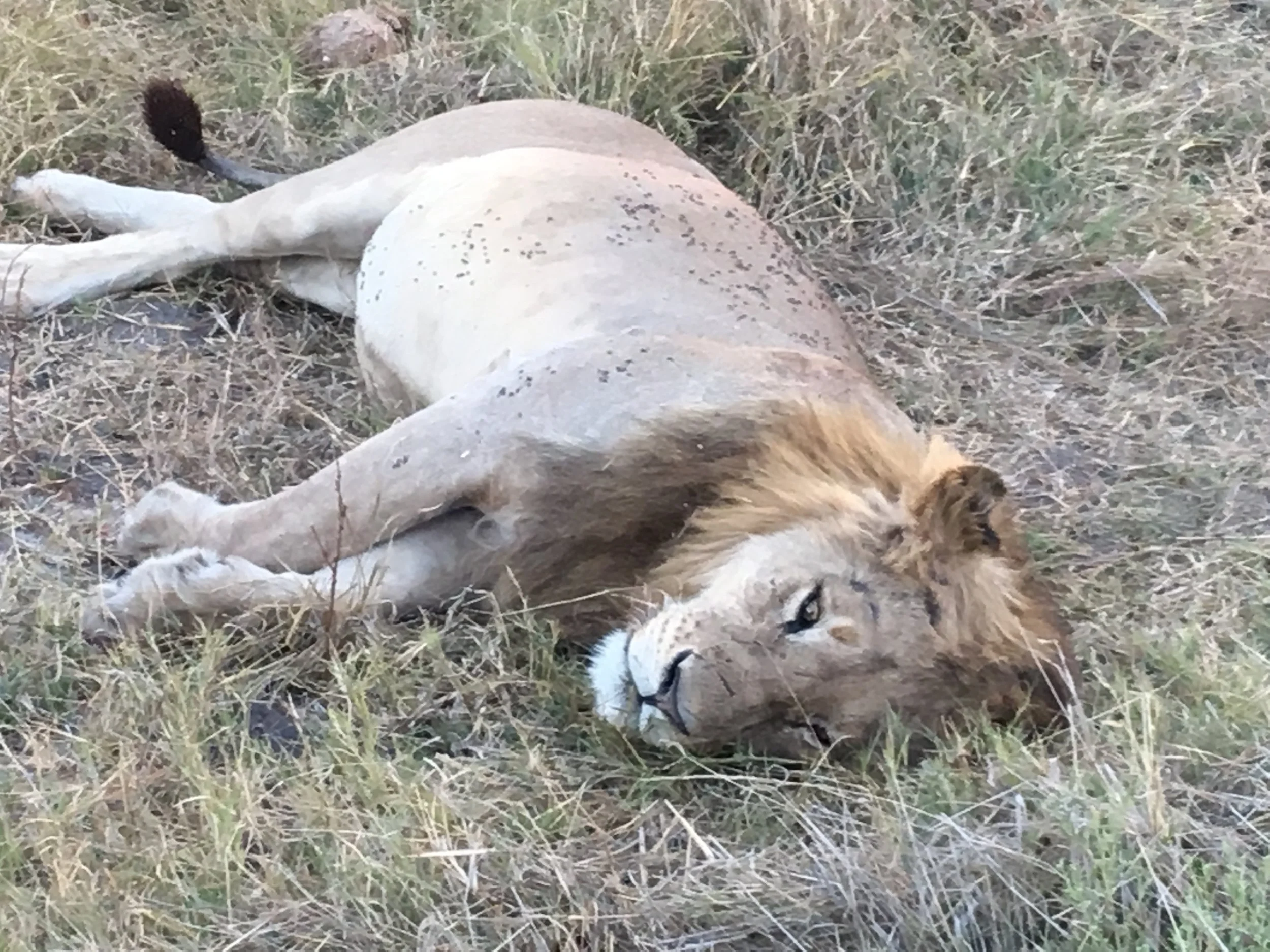 Covered in flies, resting after devouring an African buffalo, Botswana
