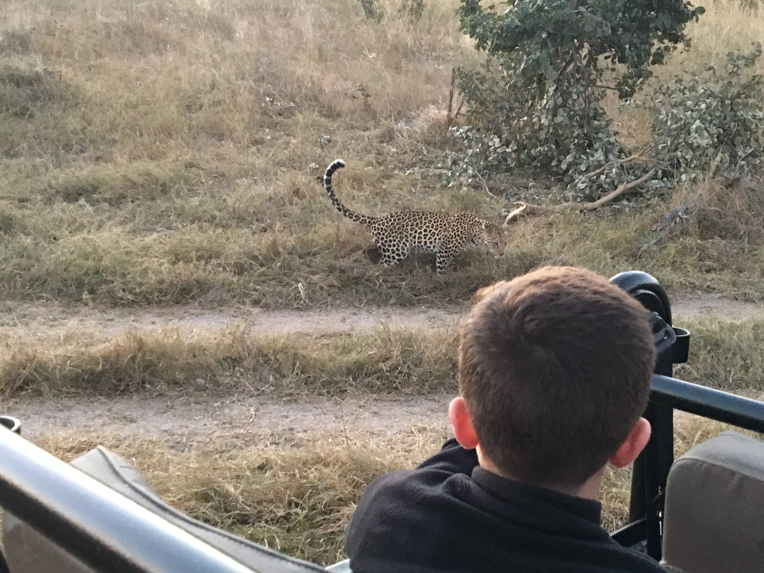 My son watches a female leopard in the Okavango Delta