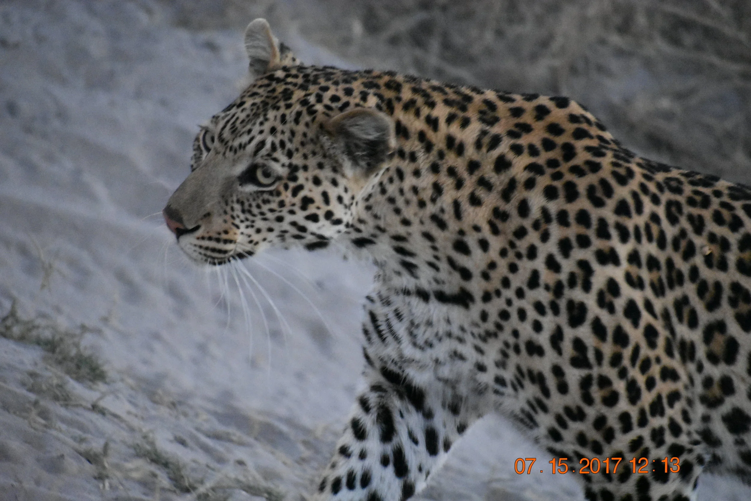 Look at that beautiful coat! Photo by Zoe S.