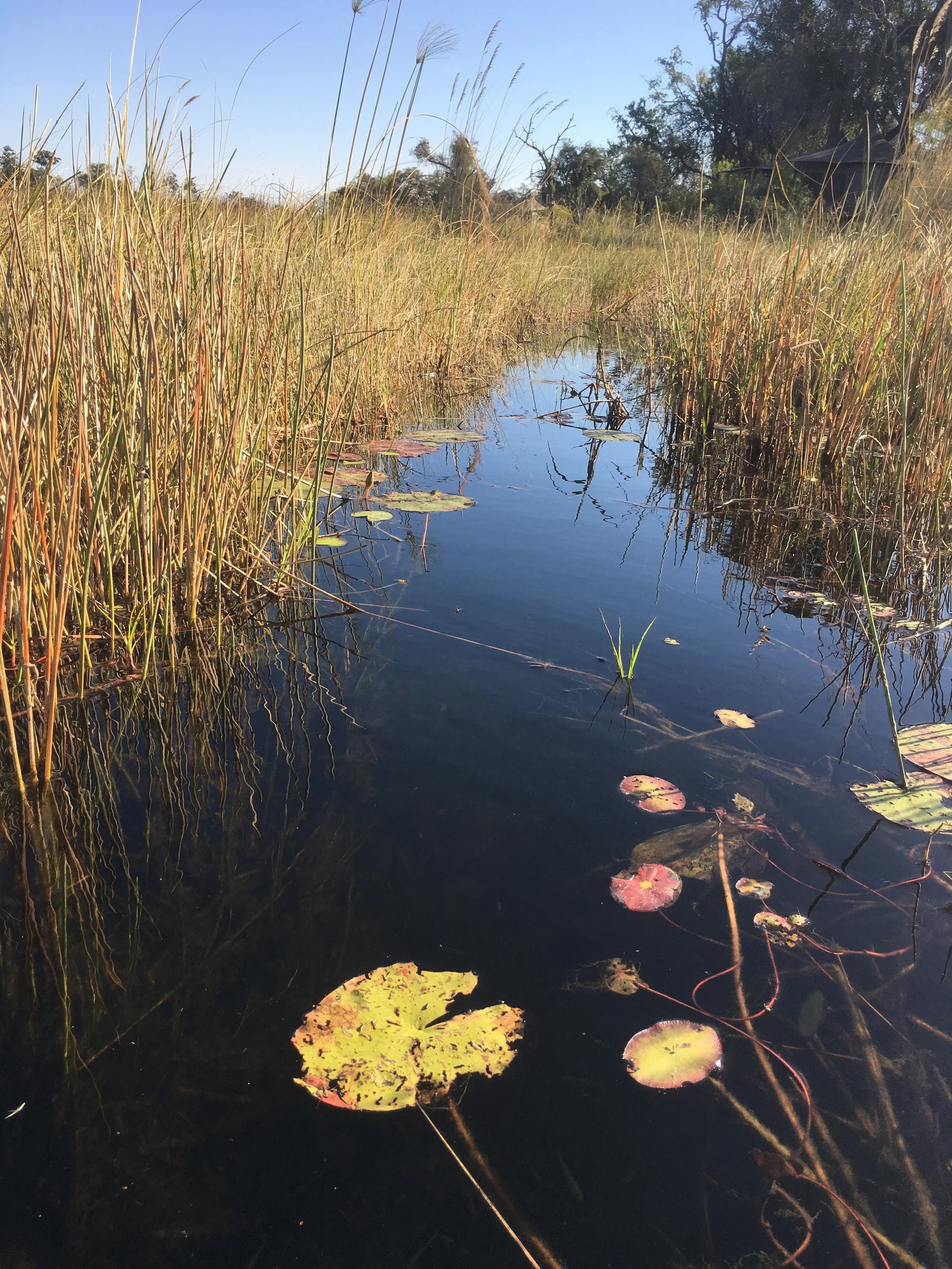 Okavango.Delta.Botswana.jpg