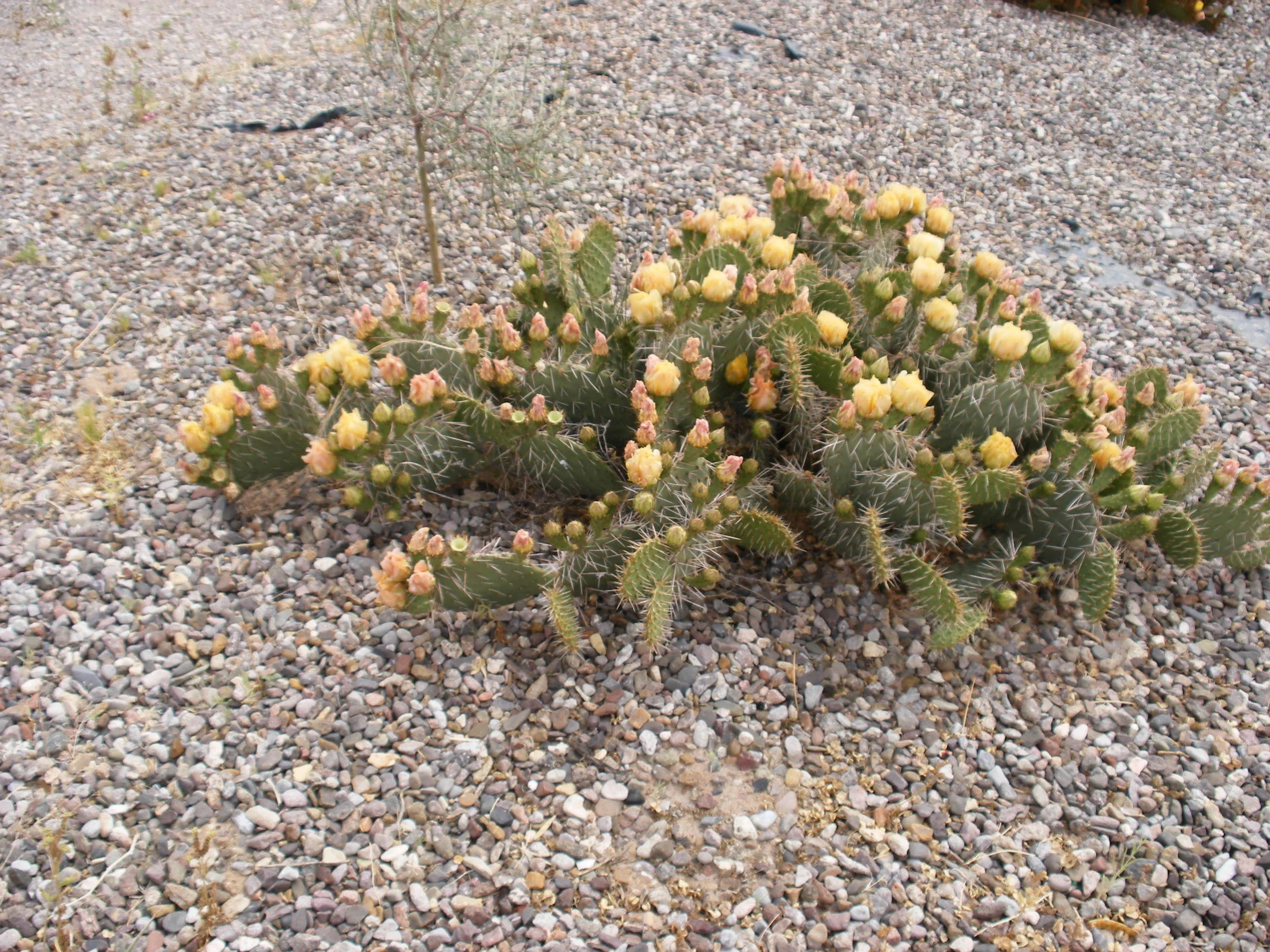 2007_05060044 copy.JPG