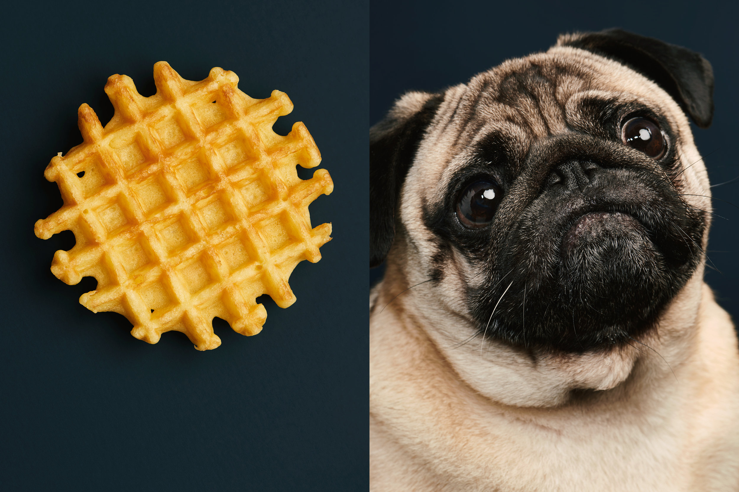   Dog Calendar 2018/The Gourmand    "A Dog Called Waffle"    Jess Bonham  