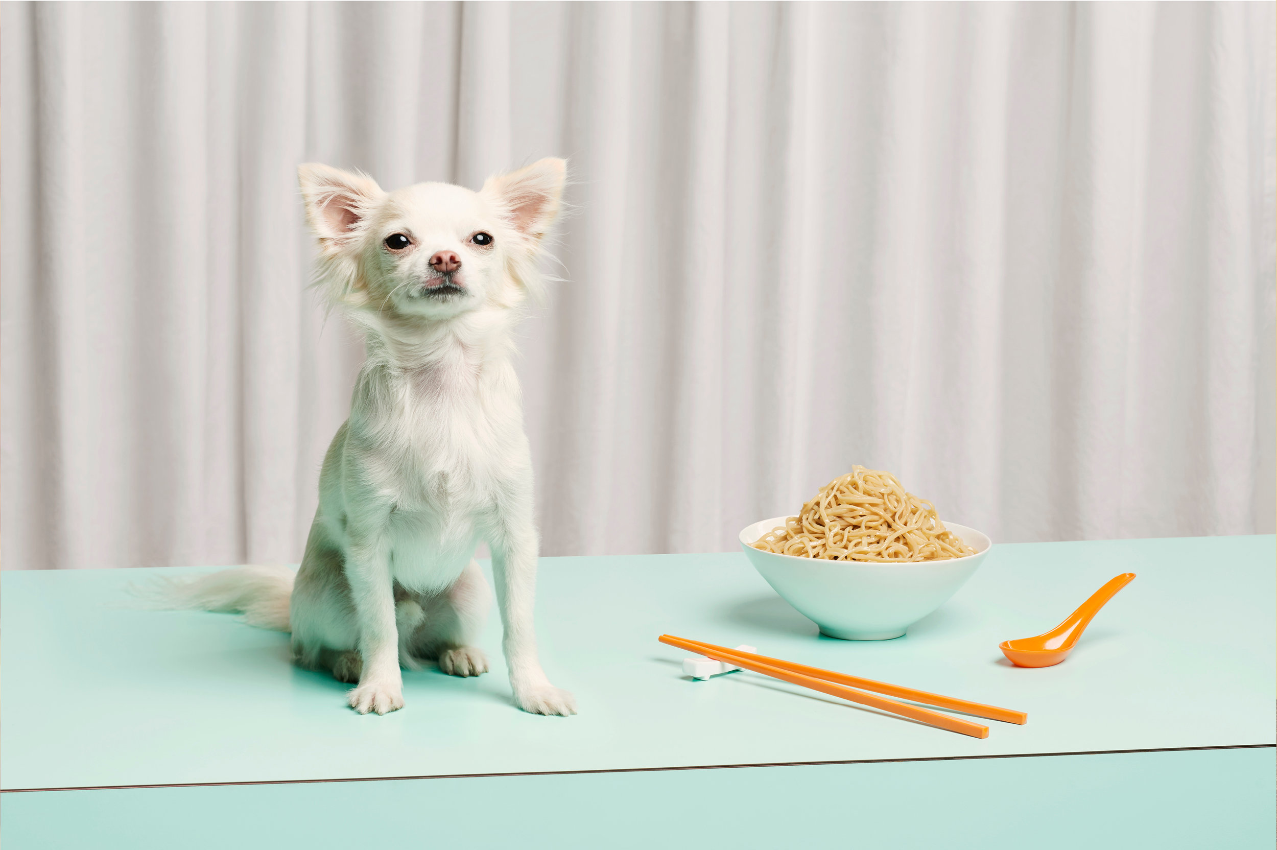   Dog Calendar 2018/The Gourmand    "A Dog Called Noodle"    Jess Bonham  