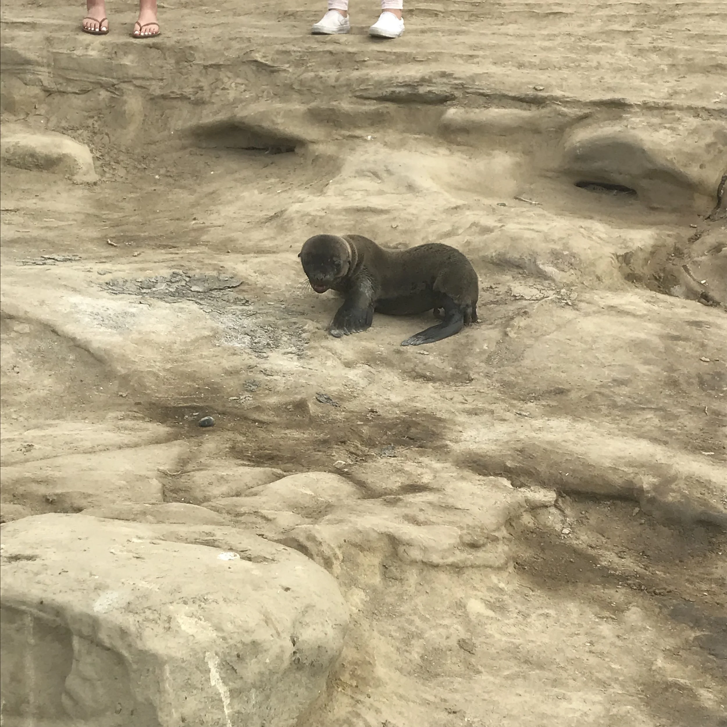 Baby seal climbing rocks in San Diego!