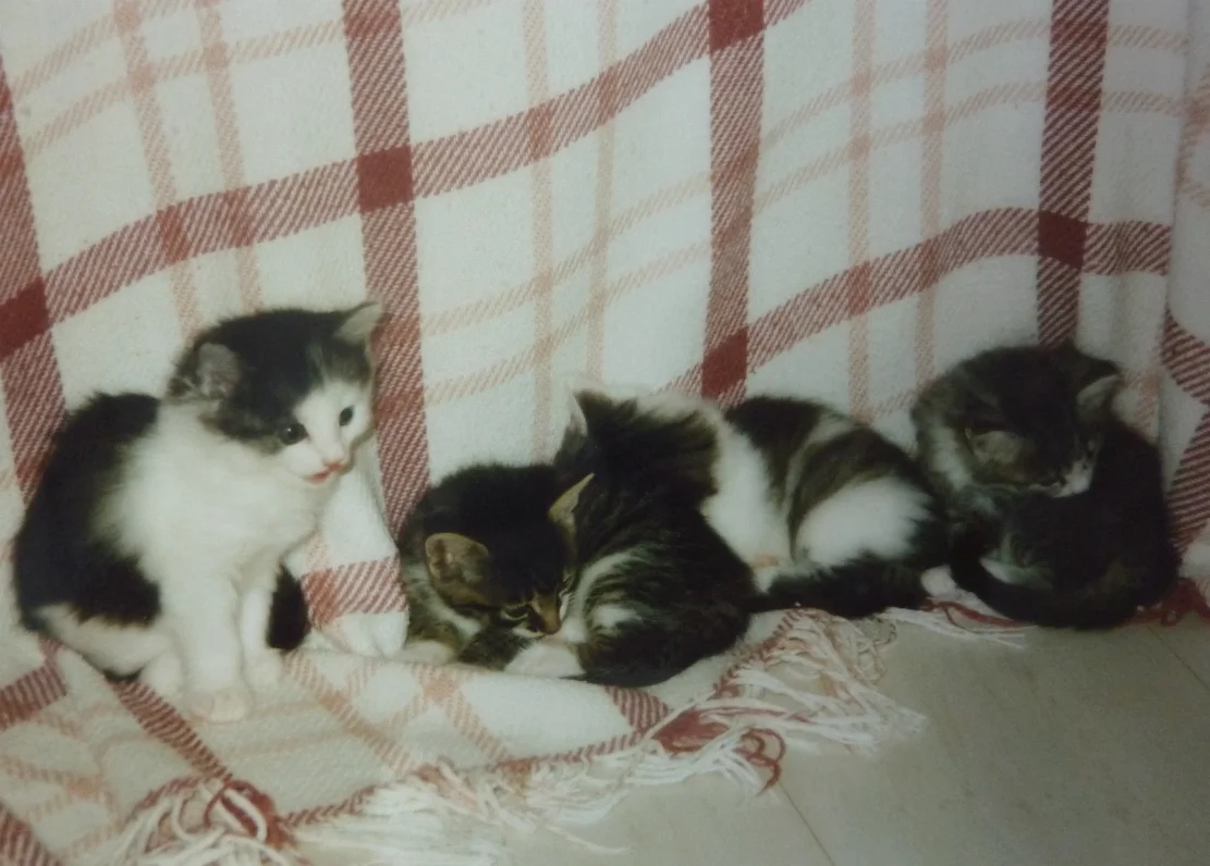 OSCAR ZINGO ELSA STELLALUNA