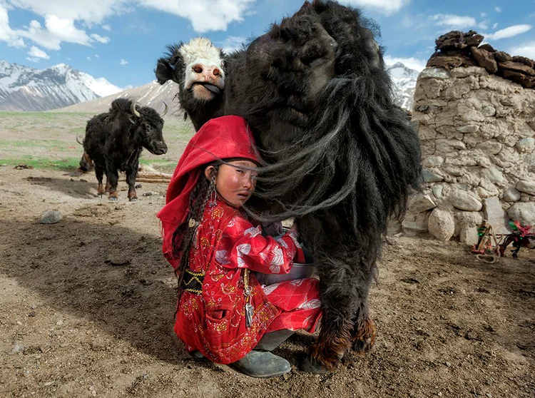 MATTHIEU PALEY. Kyrgyz girl milks yak on an altitude where crops cannot grow; her family depends on the yaks. If they would indulge 'emself in luxury servings there would not be enough food for the winter months when yaks give less milk. 