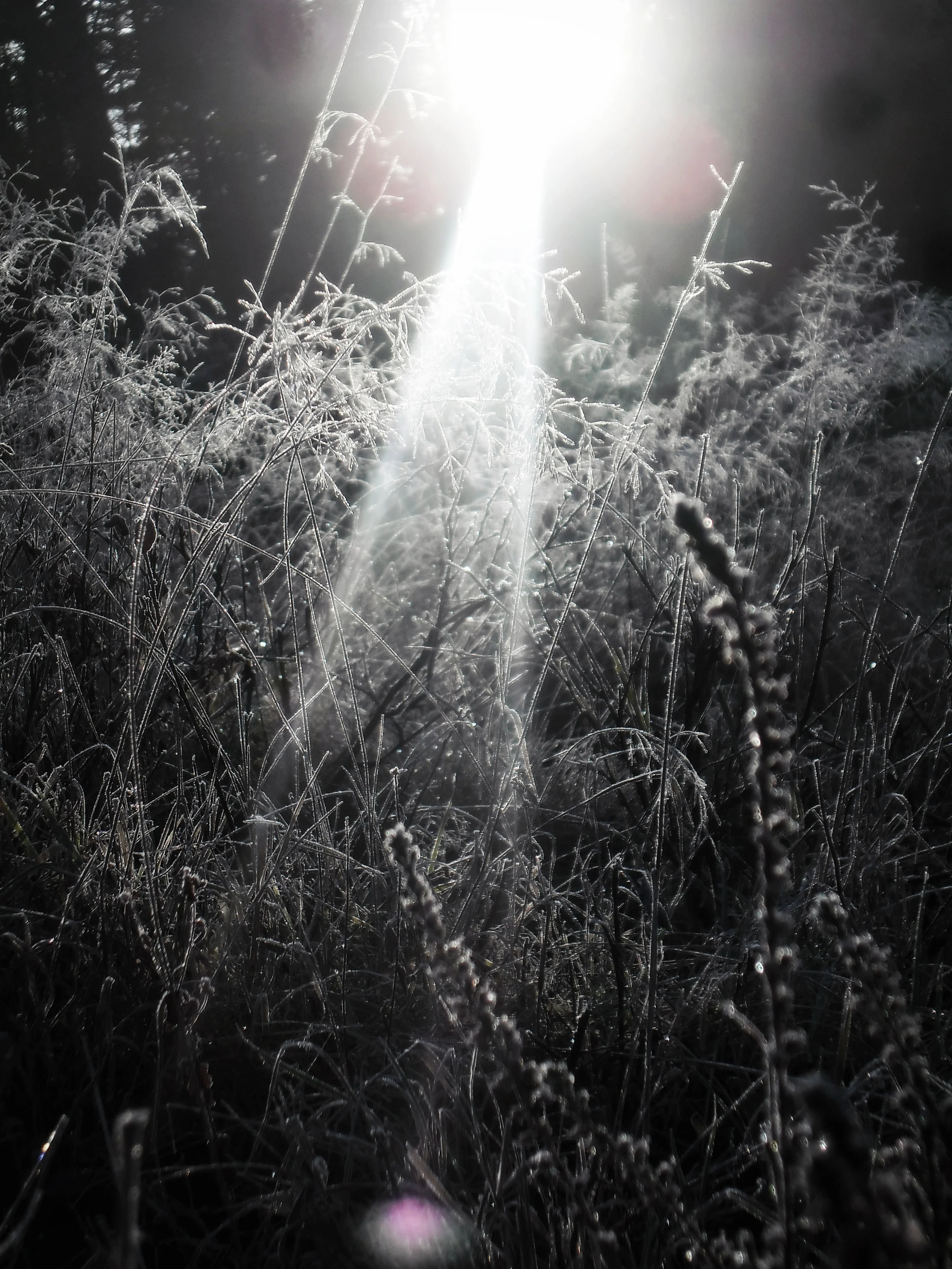 o1411 Frostsol.