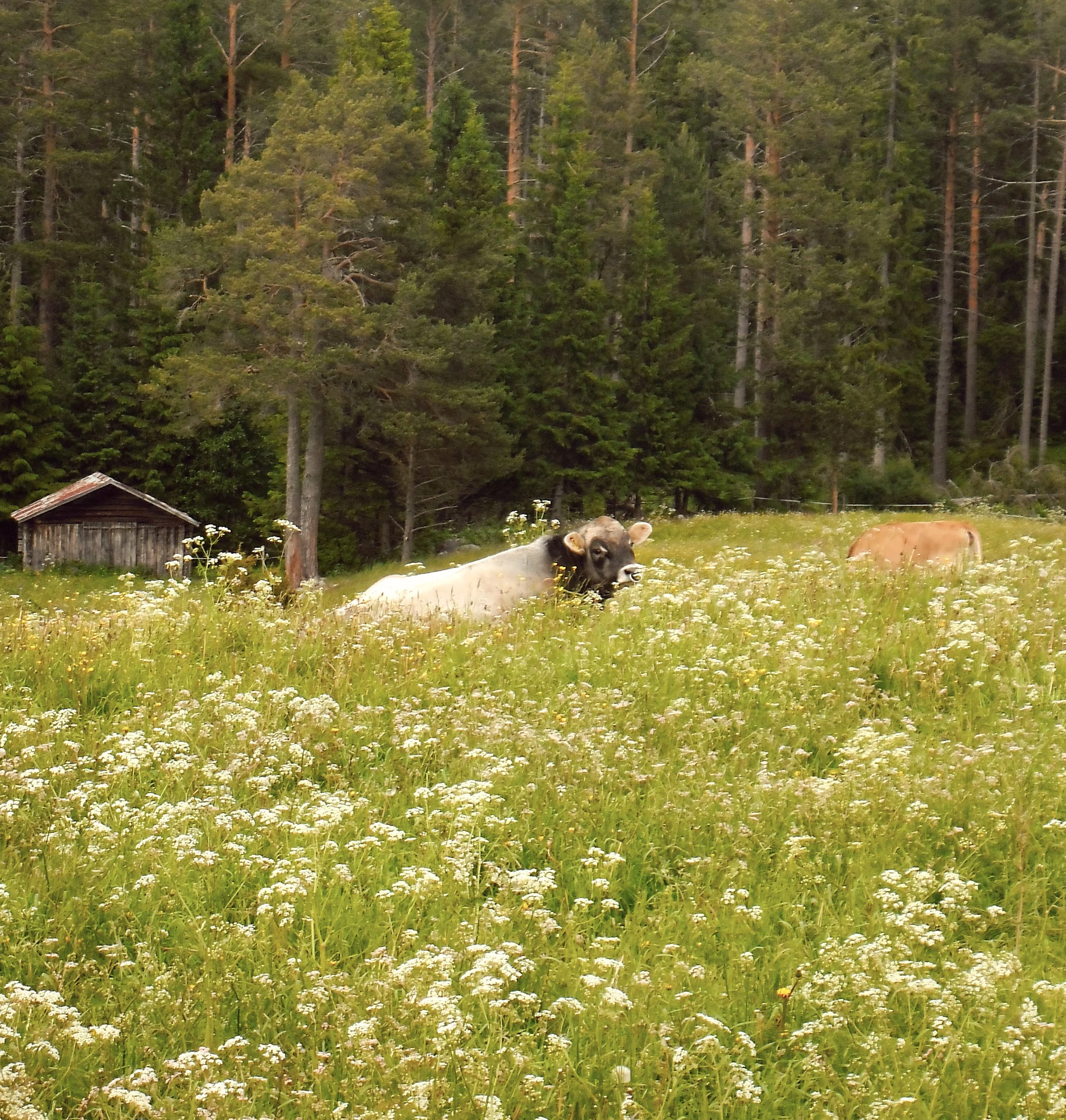 BRUNFLO \ JÄMTLAND .