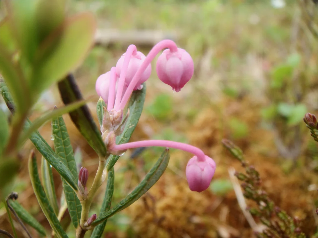 ANDROMEDA POLIFOLIA.