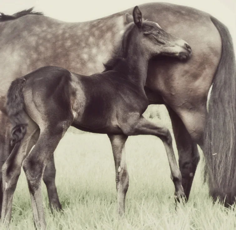 o15o61o Joline & junibebi.