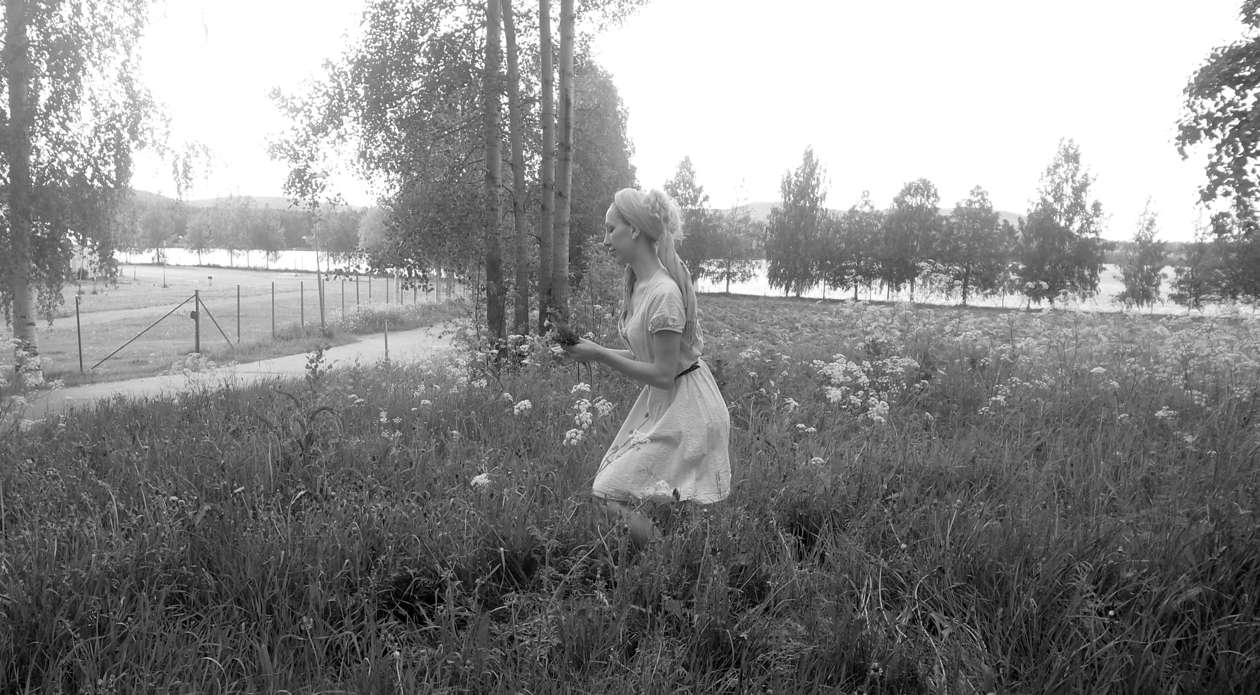 o19o618 Taraxacum-bukett (för spis) i Björknäs. Fotograf: A zemine.