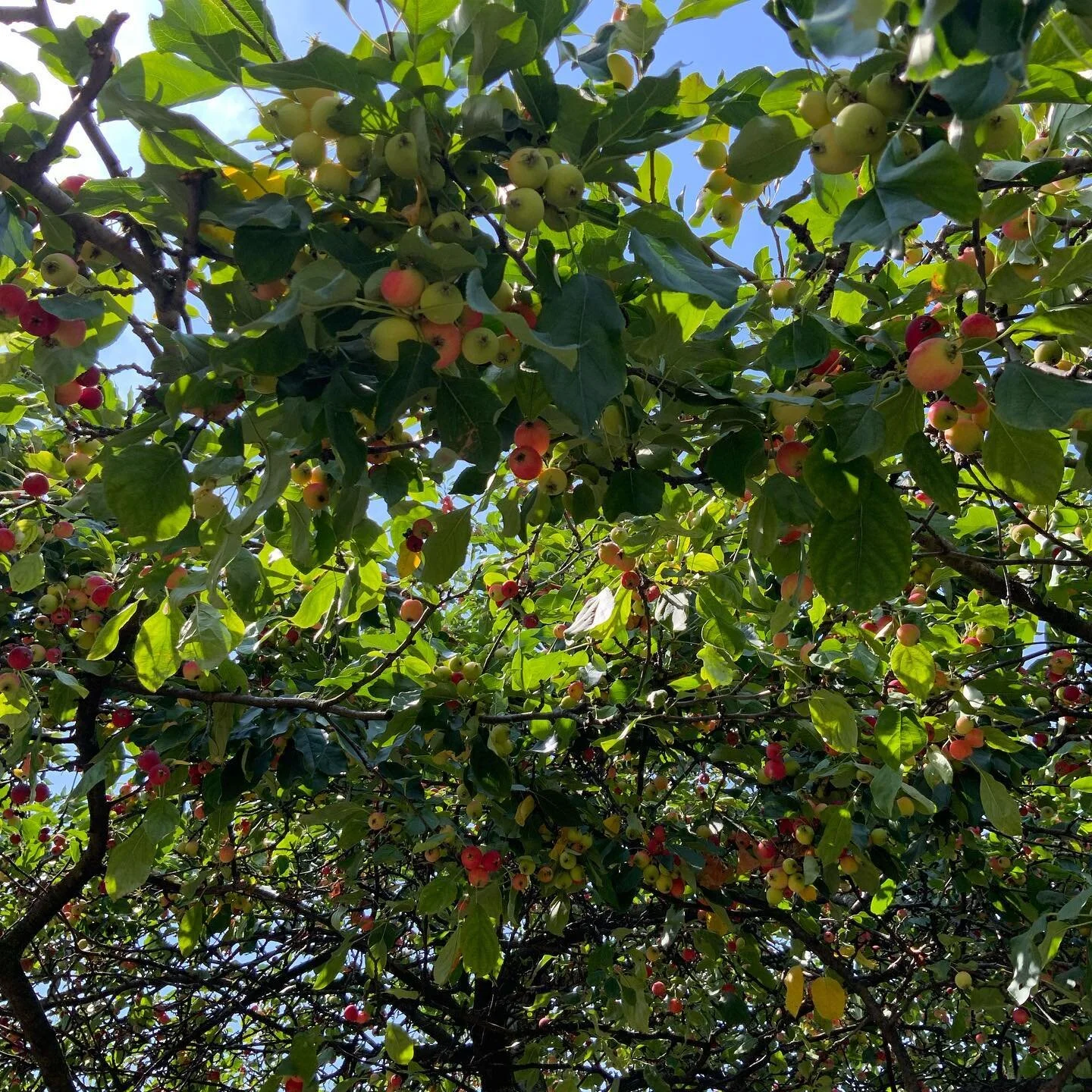 🦦🪵🍏🍎Hey you OL' CrabApples! Howadoin? 
⚪️
⚪️
⚪️
⚪️
⚪️
#crabapples #apples #lilapples #stinky #porkschopsandapplesauce #summervibes #myschnoz #dontsitundertheappletree #😛
