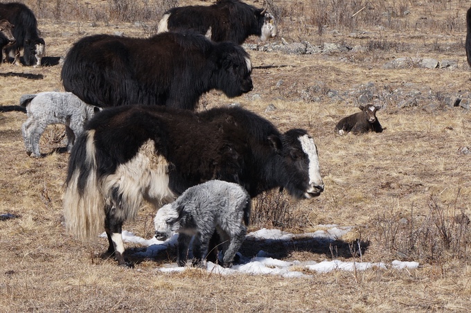 Mongolian Yak and baby yak