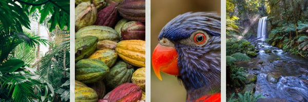 Sustainable Health Retreat in Rio De Janeiro this November! 