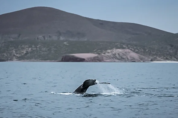 Navigating Baja – Dispatch #8 Swimming with the Ocean’s Largest Fish