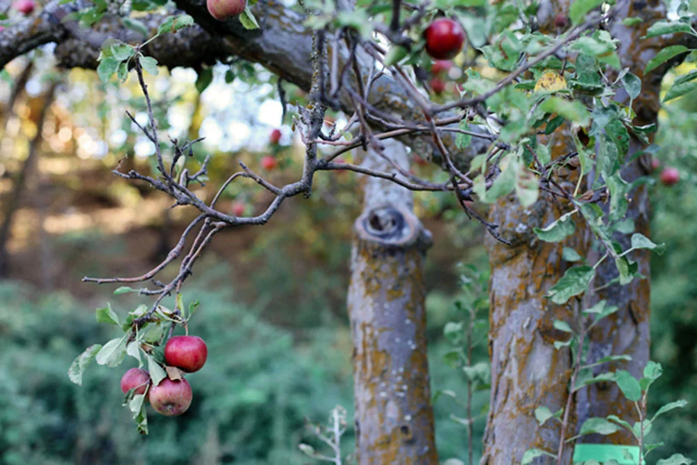apple picking | jessie webster