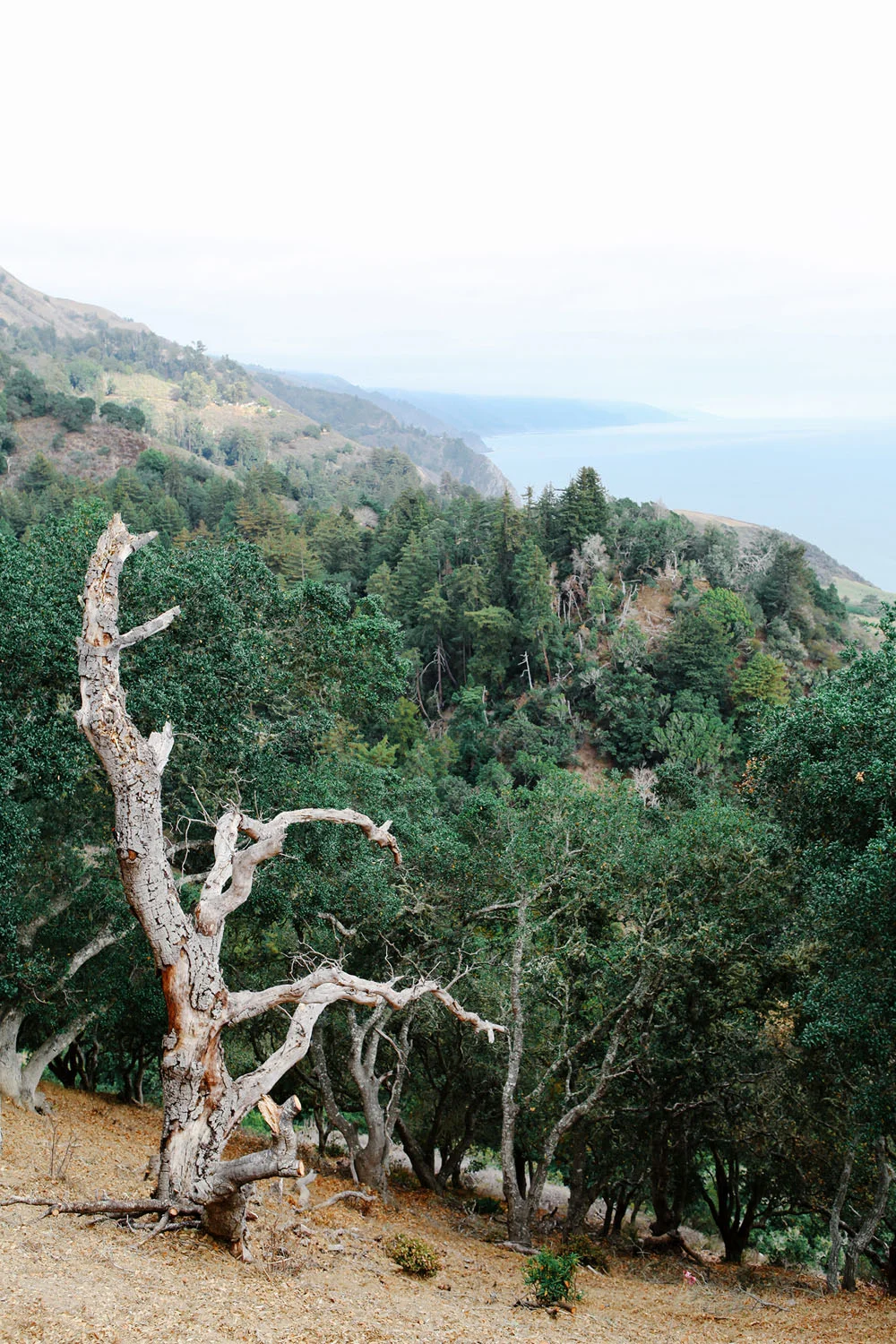 big sur | jessie webster