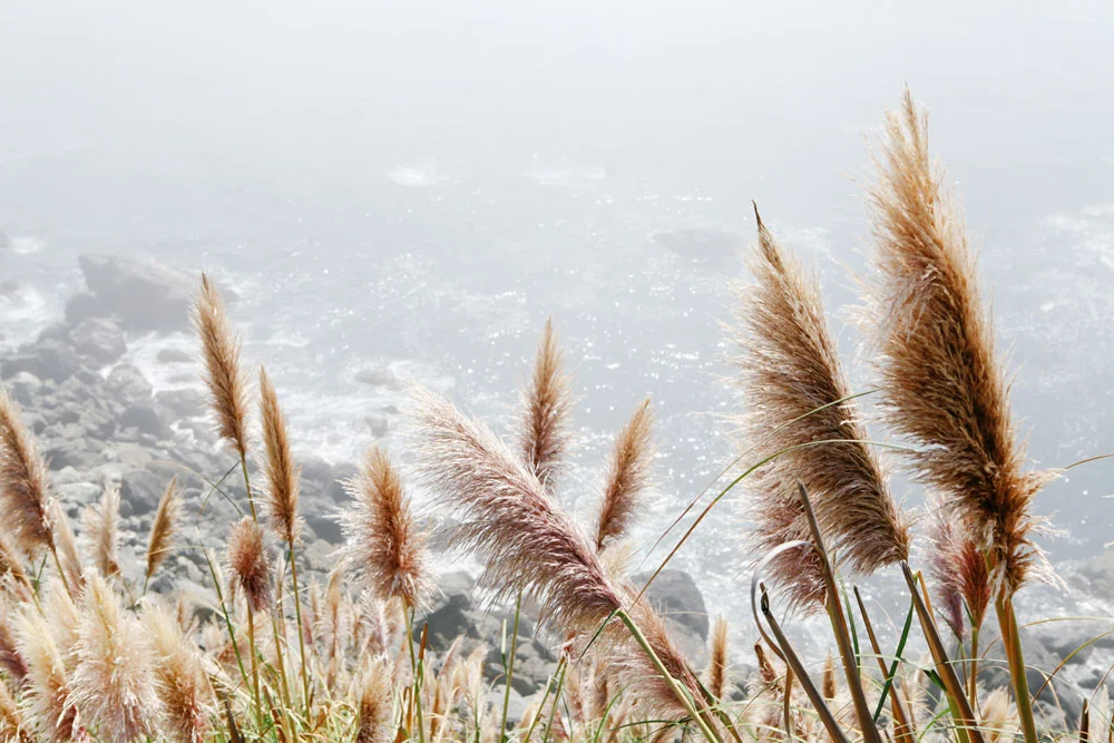 big sur | jessie webster