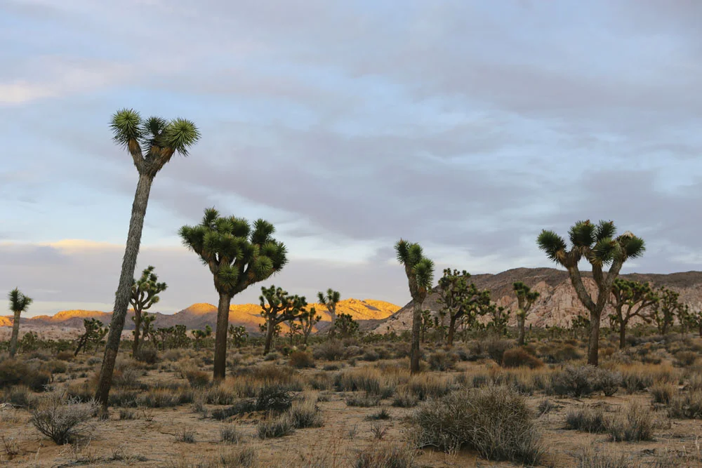 joshua tree | jessie webster