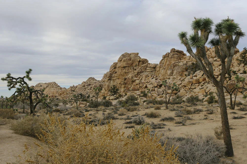 joshua tree | jessie webster