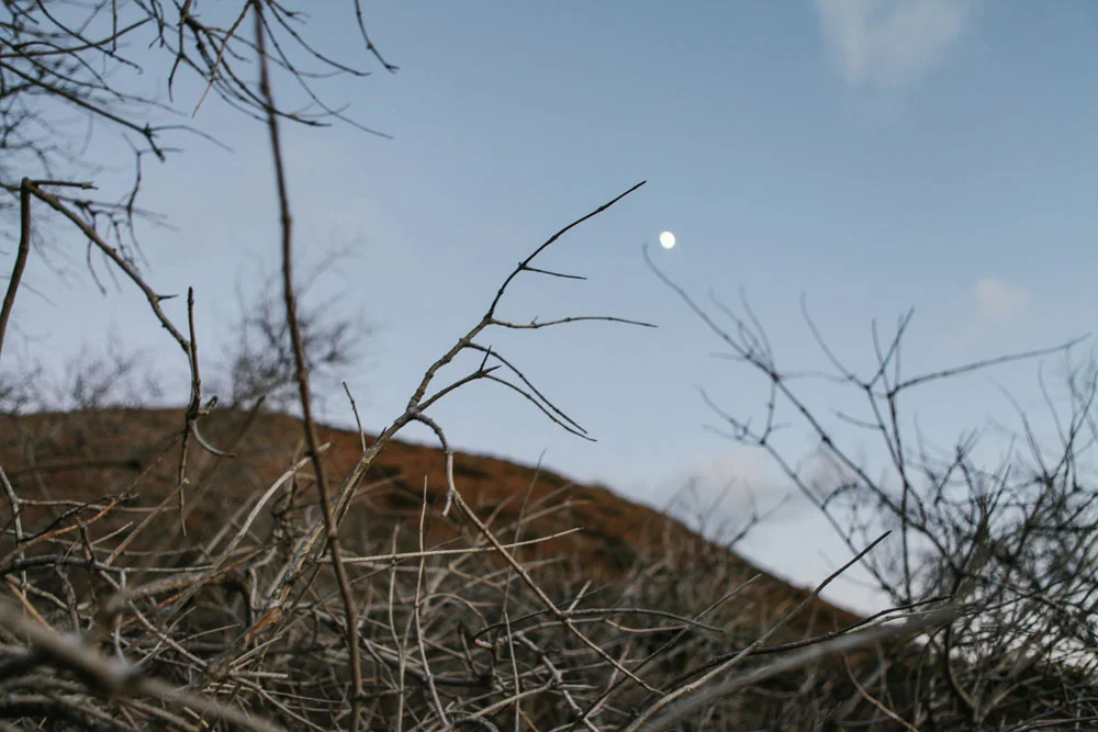 malibu | jessie webster