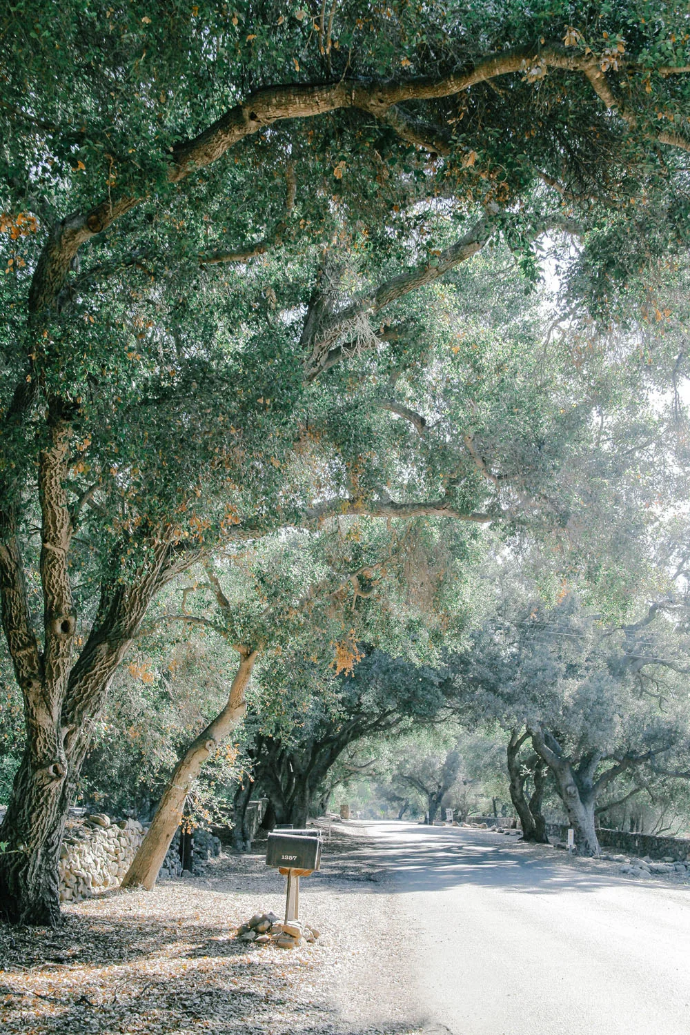 ojai | jessie webster