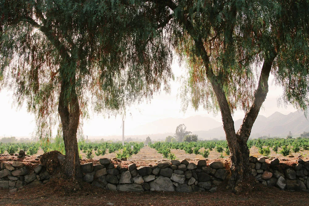 ojai | jessie webster