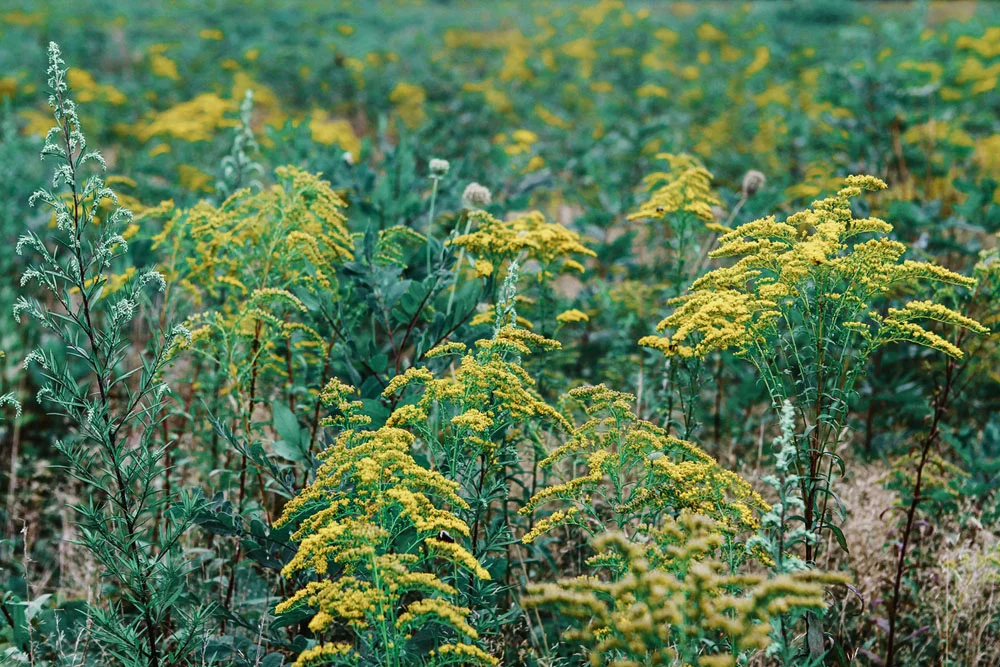 martha's vineyard | jessie webster