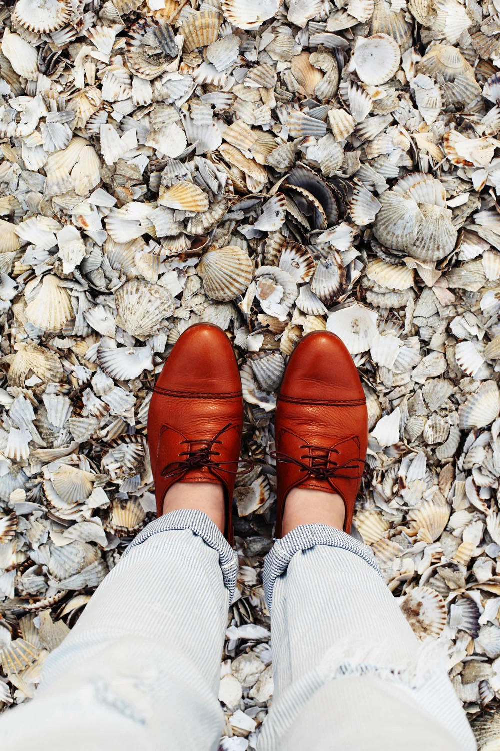 martha's vineyard | jessie webster