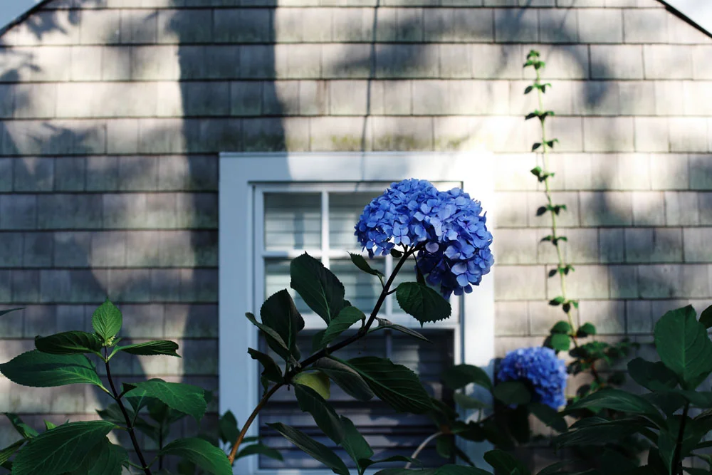 martha's vineyard | jessie webster
