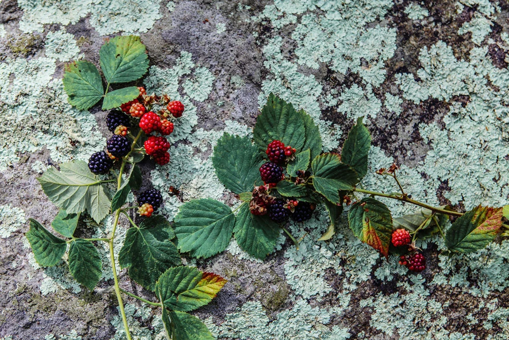 martha's vineyard | jessie webster