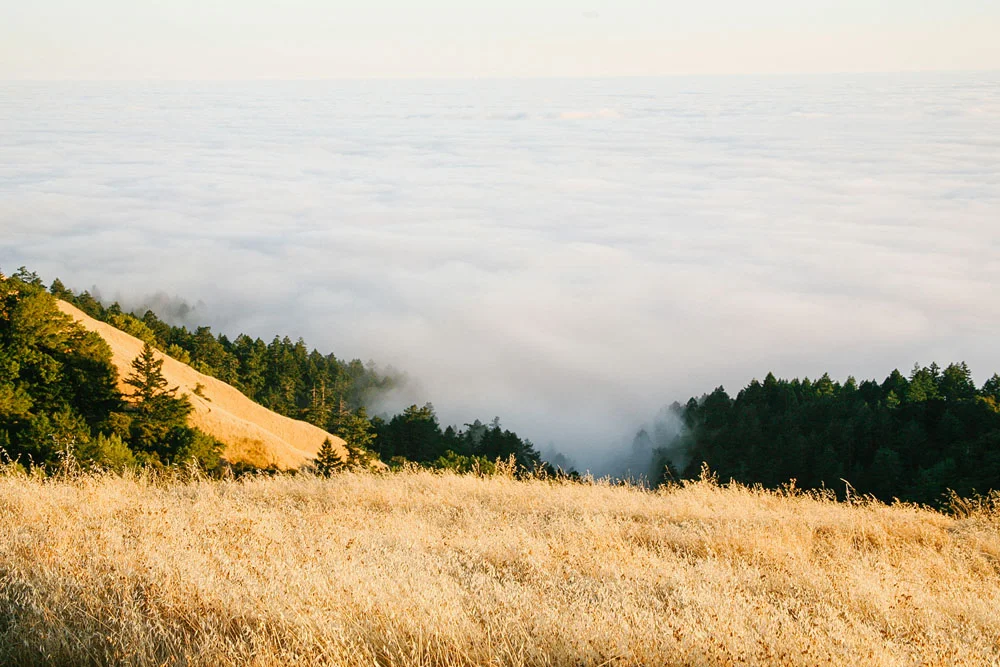 mount tam | jessie webster