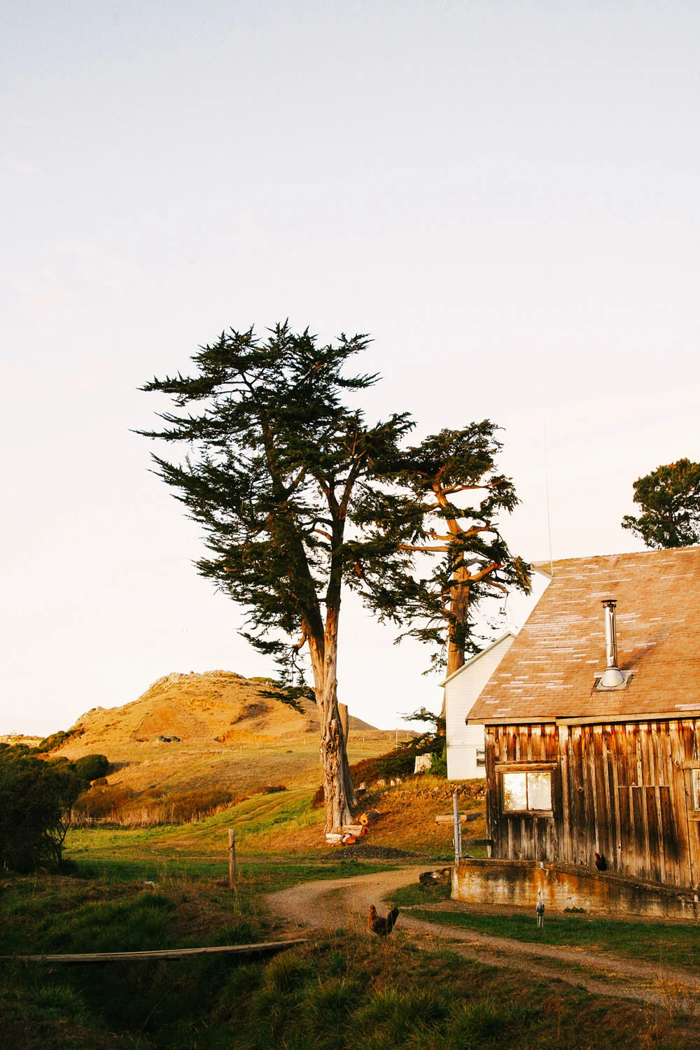 marin county | jessie webster
