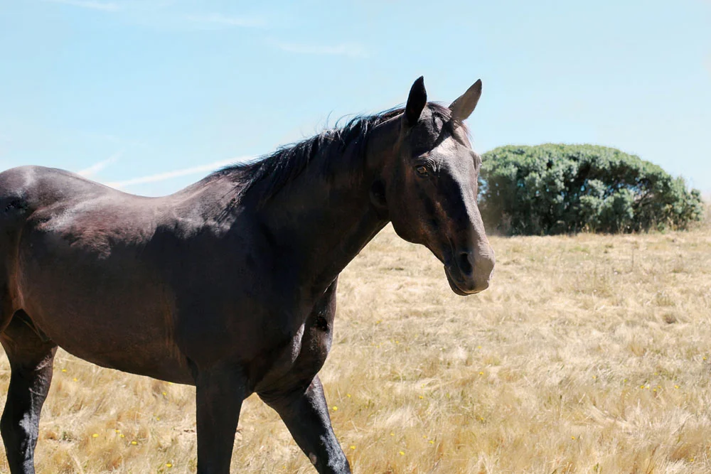 marin county | jessie webster